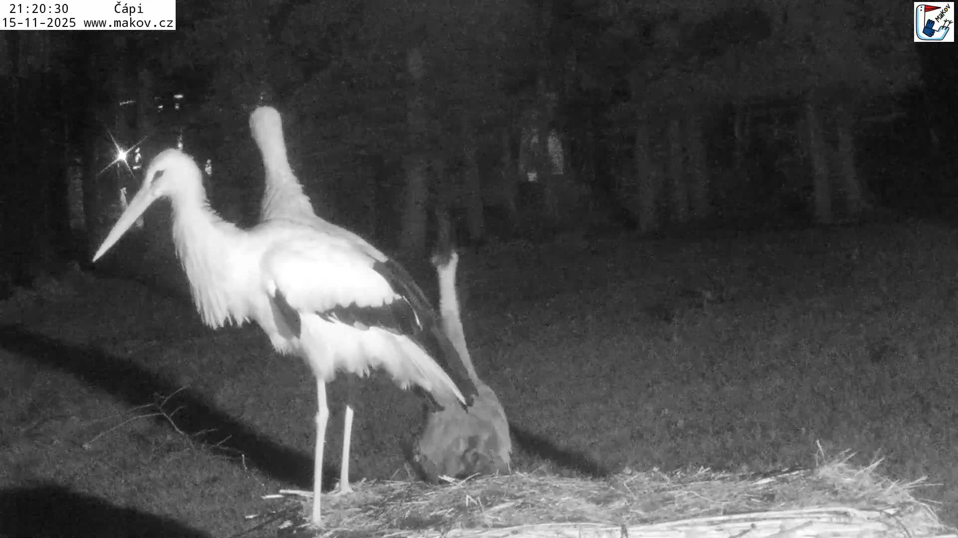 Pisek, Makov Animal Rescue Station Nest Live Cam - Cizova, Pisek, Juhočeský Kraj (South Bohemian), Czechia