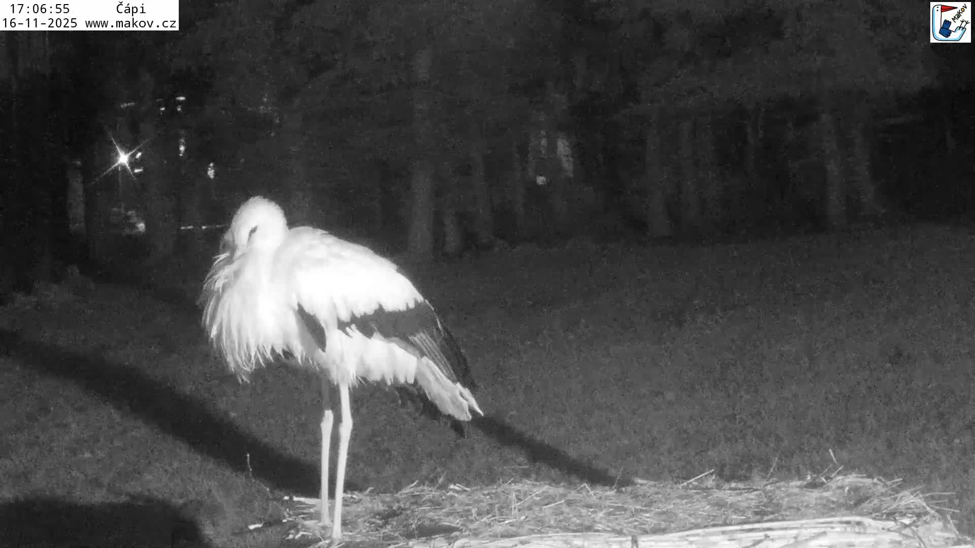 Pisek, Makov Animal Rescue Station Nest Live Cam - Cizova, Pisek, Juhočeský Kraj (South Bohemian), Czechia