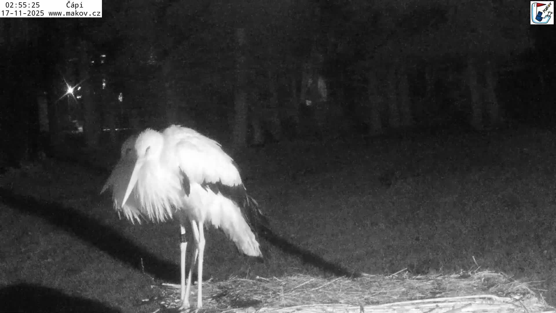 Pisek, Makov Animal Rescue Station Nest Live Cam - Cizova, Pisek, Juhočeský Kraj (South Bohemian), Czechia