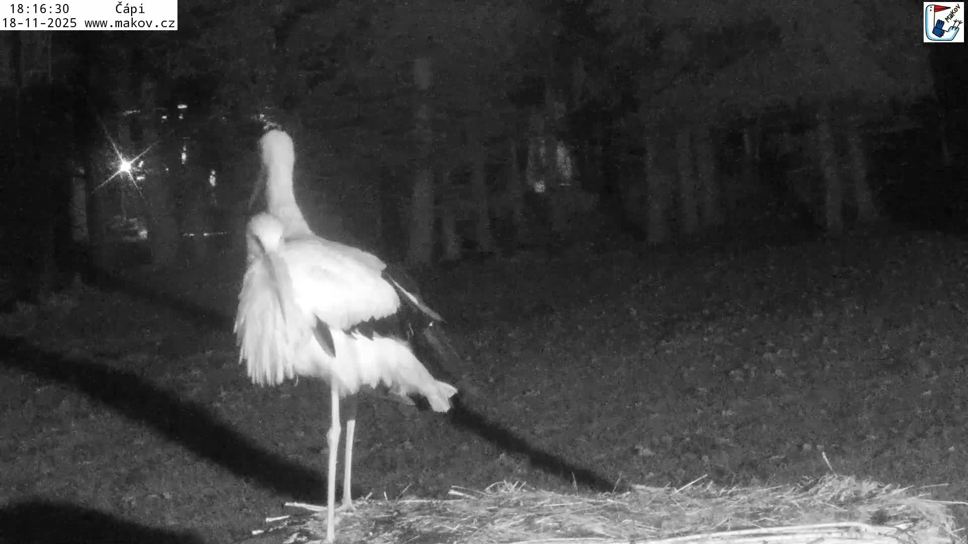 A pile of sticks and twigs sits in a grassy area bordered by a sunlit forest on a partly sunny day.