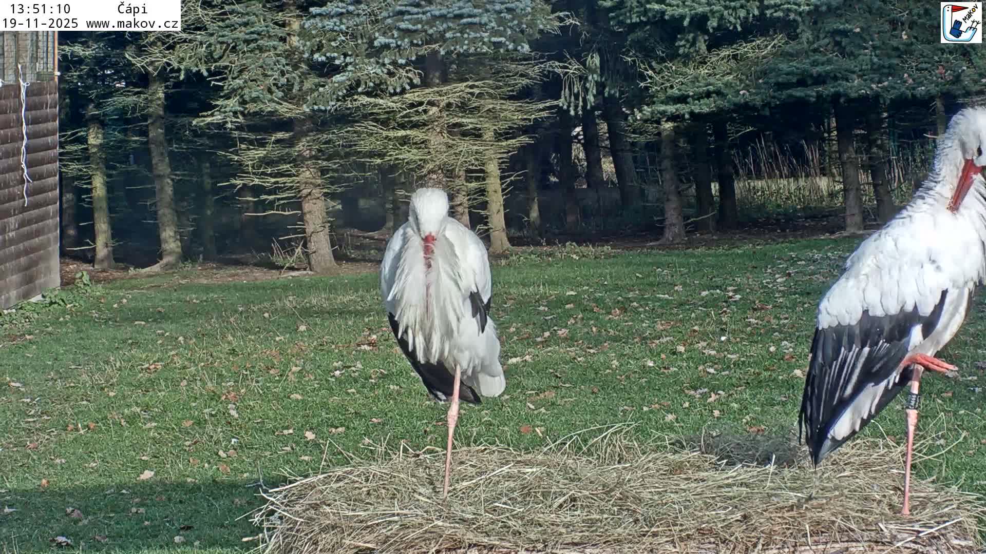 Pisek, Makov Animal Rescue Station Nest Live Cam - Cizova, Pisek, Juhočeský Kraj (South Bohemian), Czechia
