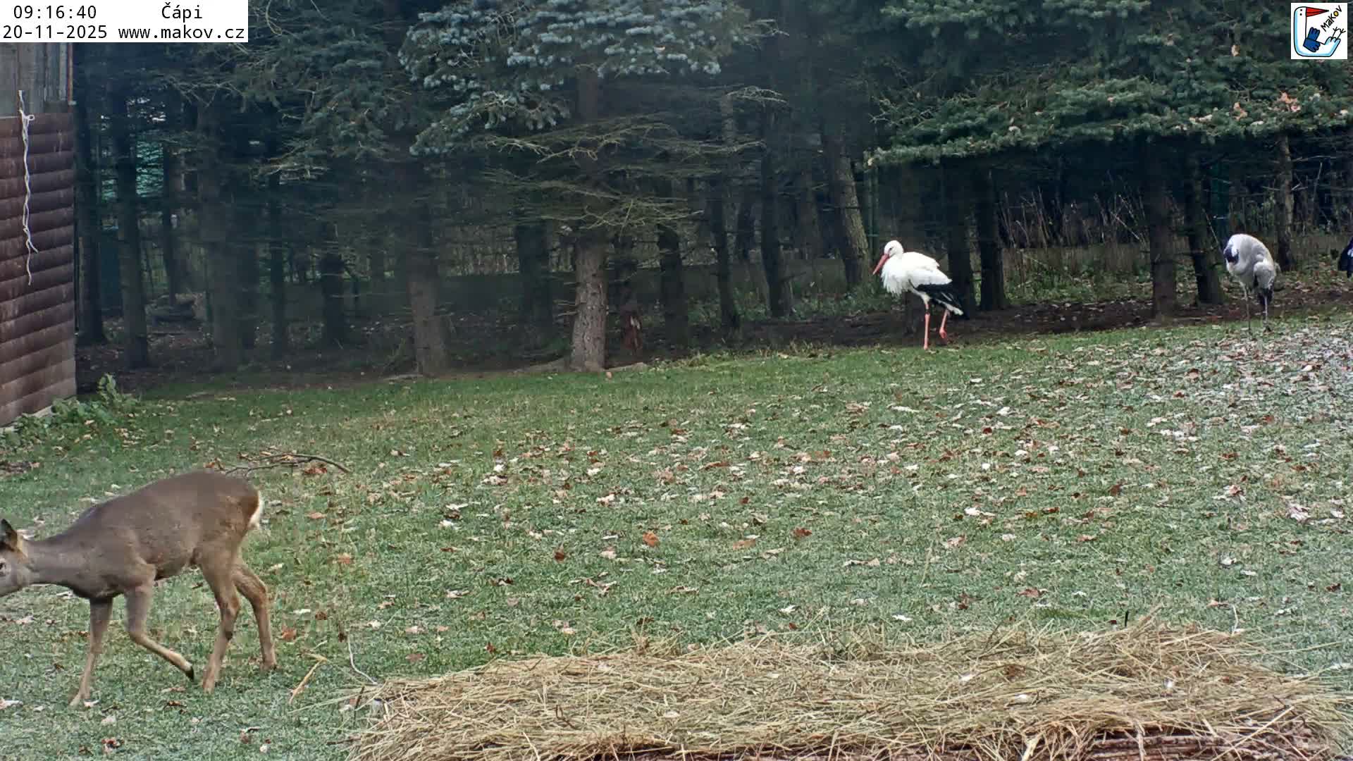 A roe deer walks past a pile of hay in the foreground of a grassy field scattered with leaves, where a white stork and a gray crane stand near the edge of a dense forest on an overcast day.