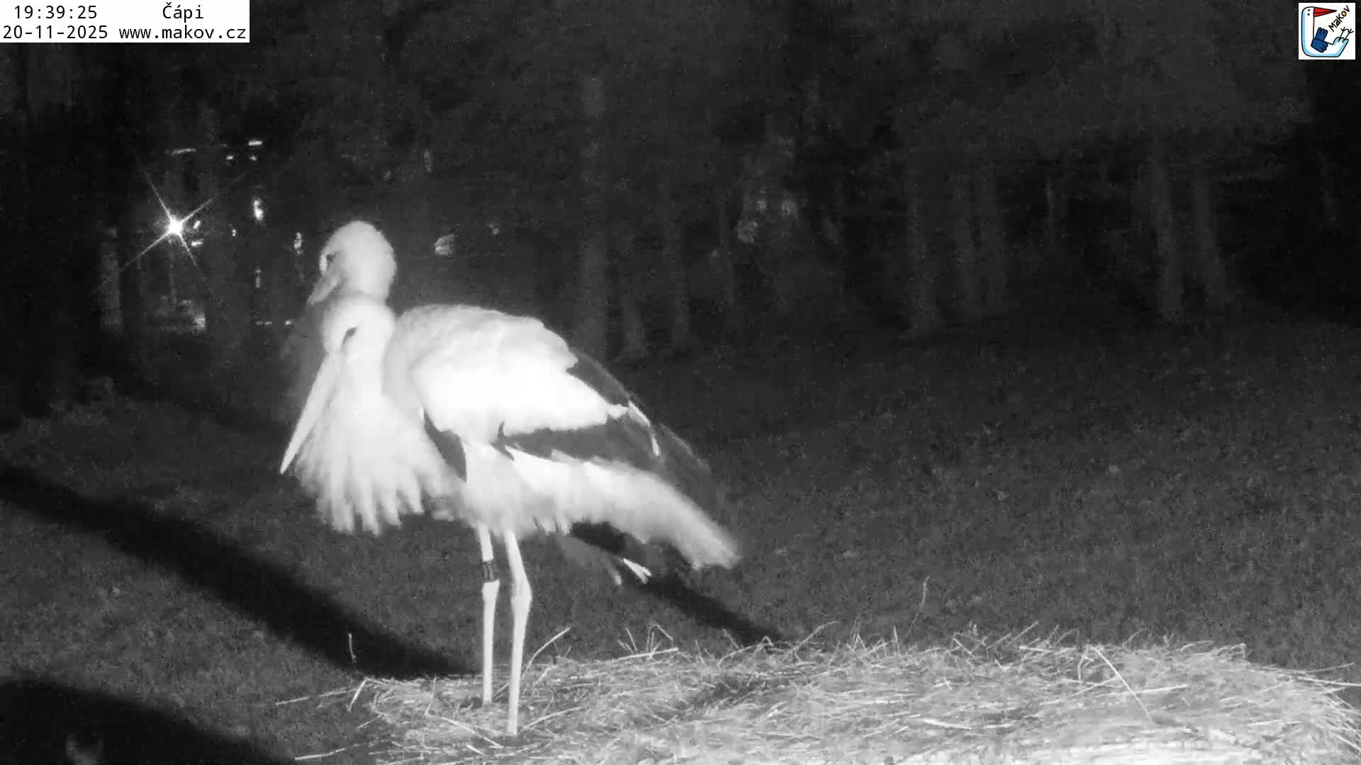 Pisek, Makov Animal Rescue Station Nest Live Cam - Cizova, Pisek, Juhočeský Kraj (South Bohemian), Czechia