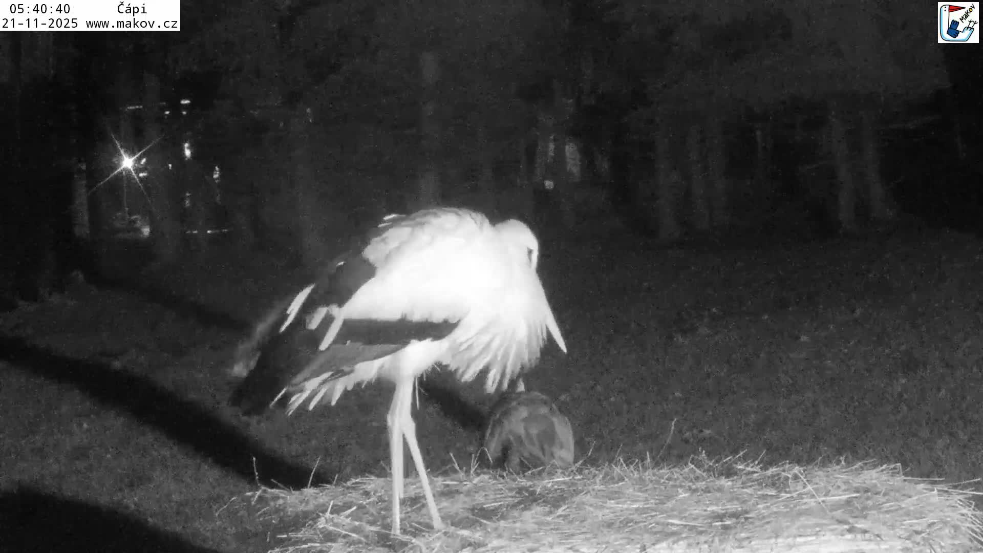 Pisek, Makov Animal Rescue Station Nest Live Cam - Cizova, Pisek, Juhočeský Kraj (South Bohemian), Czechia