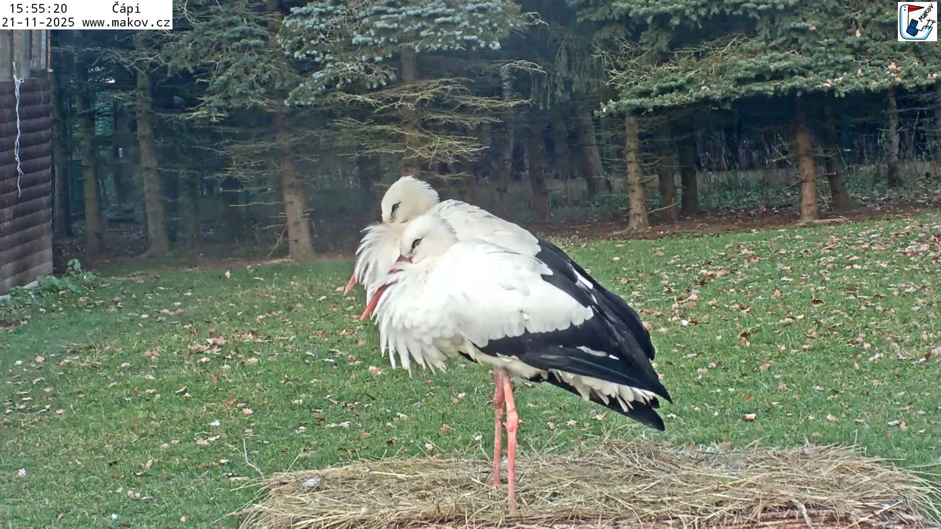 Pisek, Makov Animal Rescue Station Nest Live Cam - Cizova, Pisek, Juhočeský Kraj (South Bohemian), Czechia