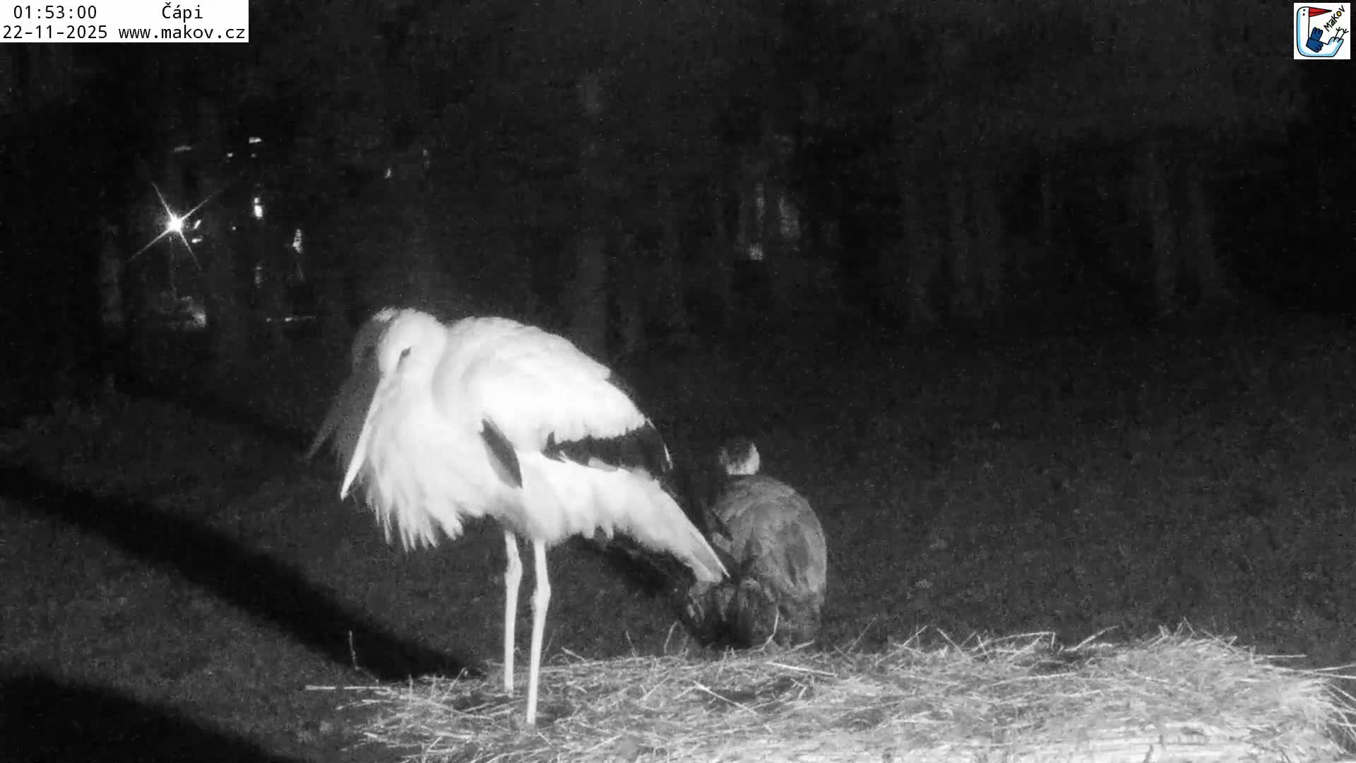 Pisek, Makov Animal Rescue Station Nest Live Cam - Cizova, Pisek, Juhočeský Kraj (South Bohemian), Czechia