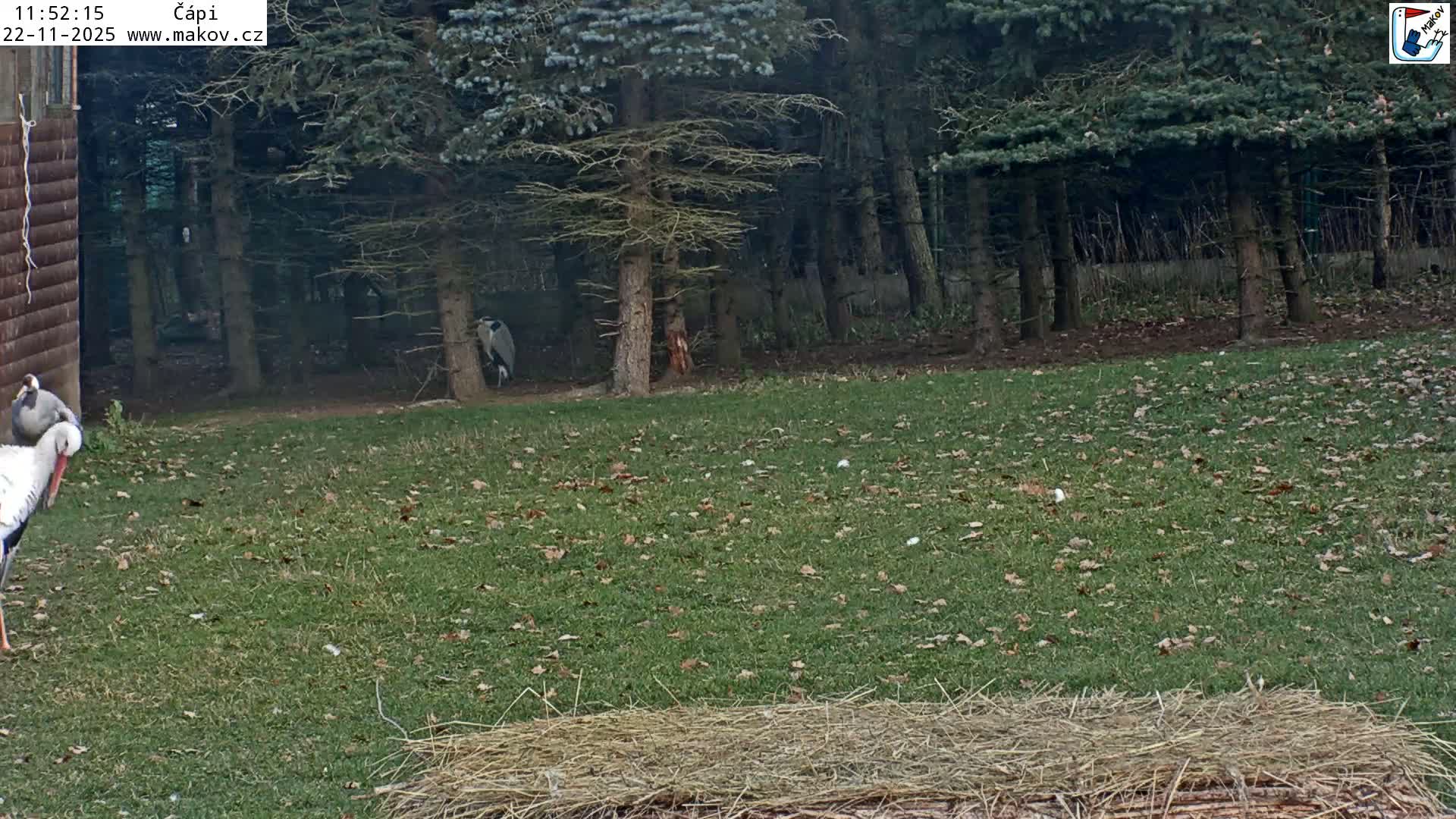 Pisek, Makov Animal Rescue Station Nest Live Cam - Cizova, Pisek, Juhočeský Kraj (South Bohemian), Czechia