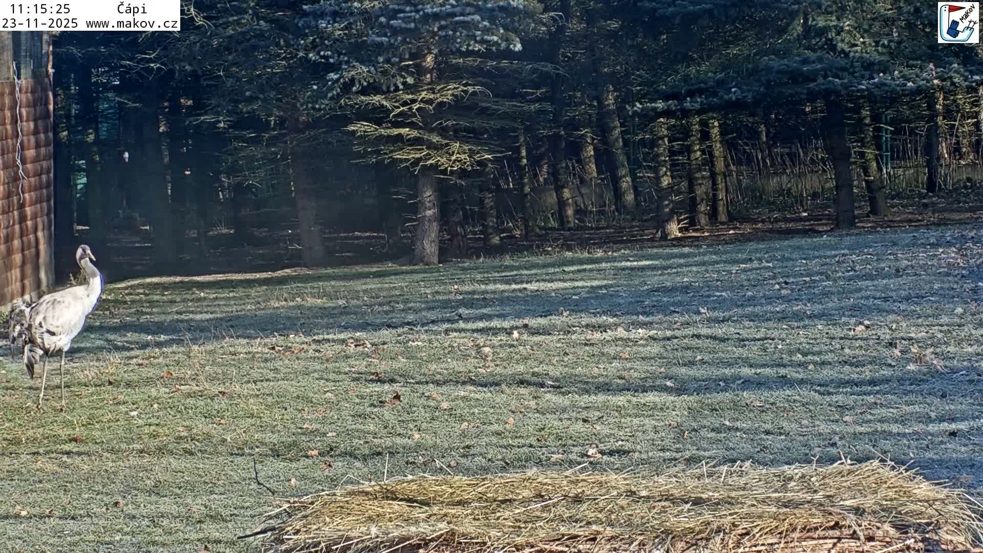 A crane stands on frost-covered grass beside a wooden building, with a dense evergreen forest in the background under clear, cold conditions.