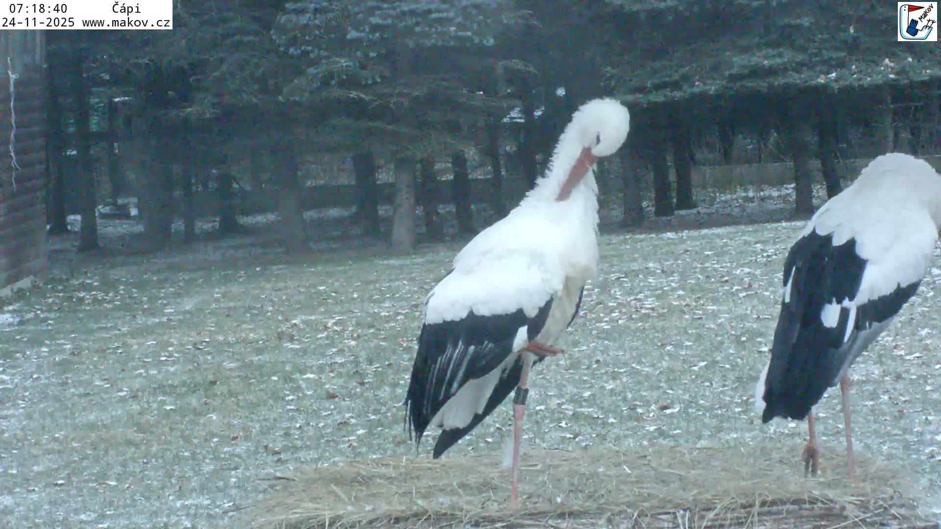 Pisek, Makov Animal Rescue Station Nest Live Cam - Cizova, Pisek, Juhočeský Kraj (South Bohemian), Czechia