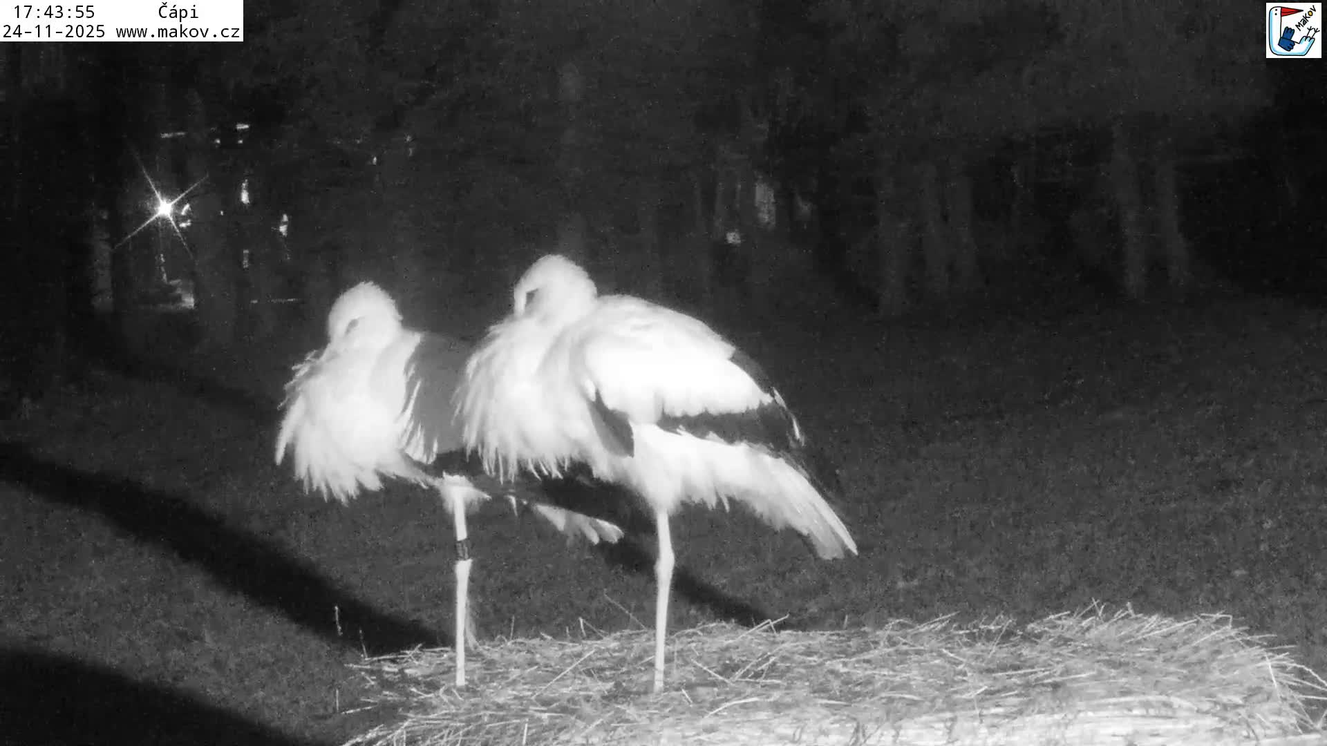 Pisek, Makov Animal Rescue Station Nest Live Cam - Cizova, Pisek, Juhočeský Kraj (South Bohemian), Czechia