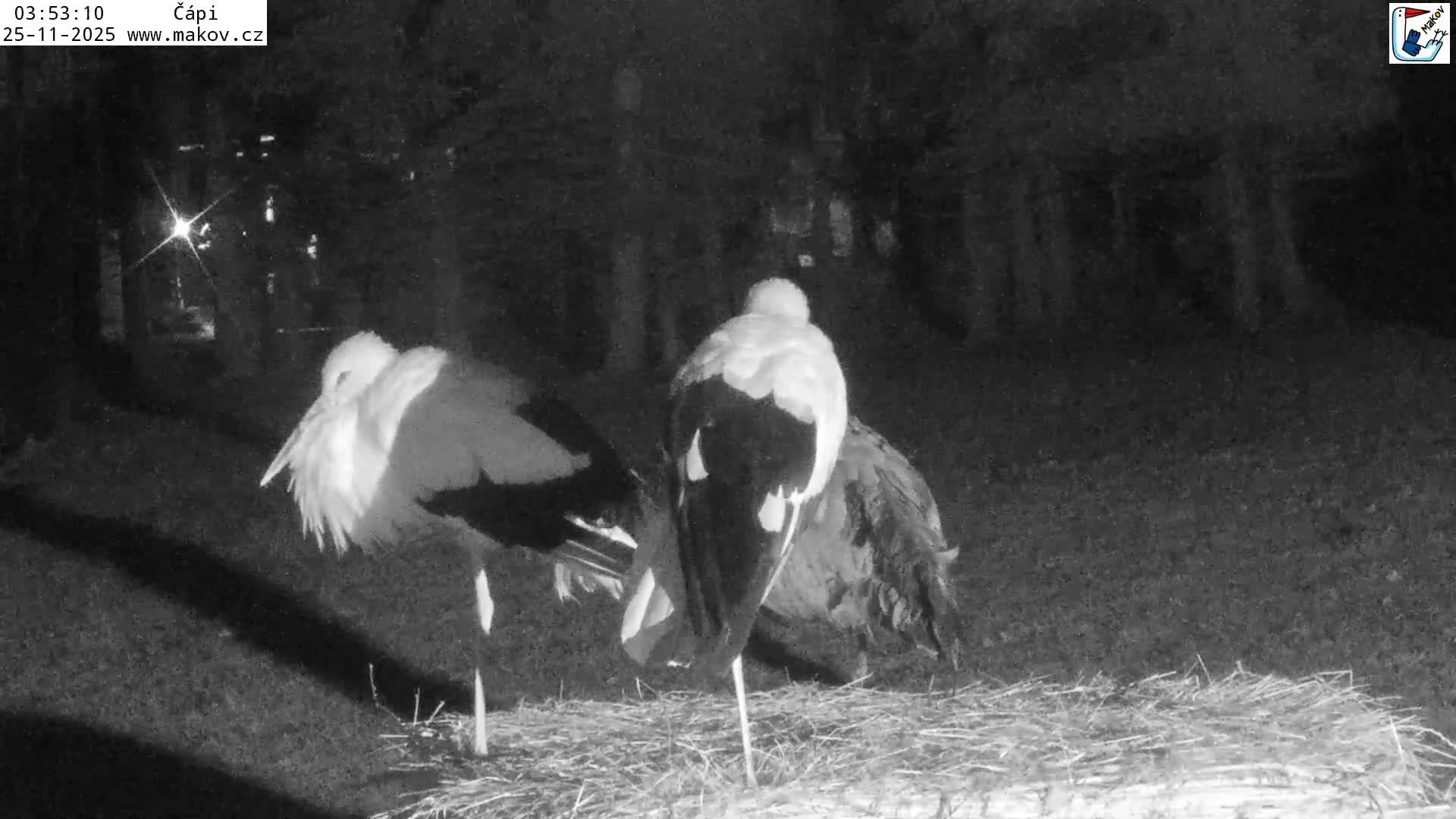 Pisek, Makov Animal Rescue Station Nest Live Cam - Cizova, Pisek, Juhočeský Kraj (South Bohemian), Czechia