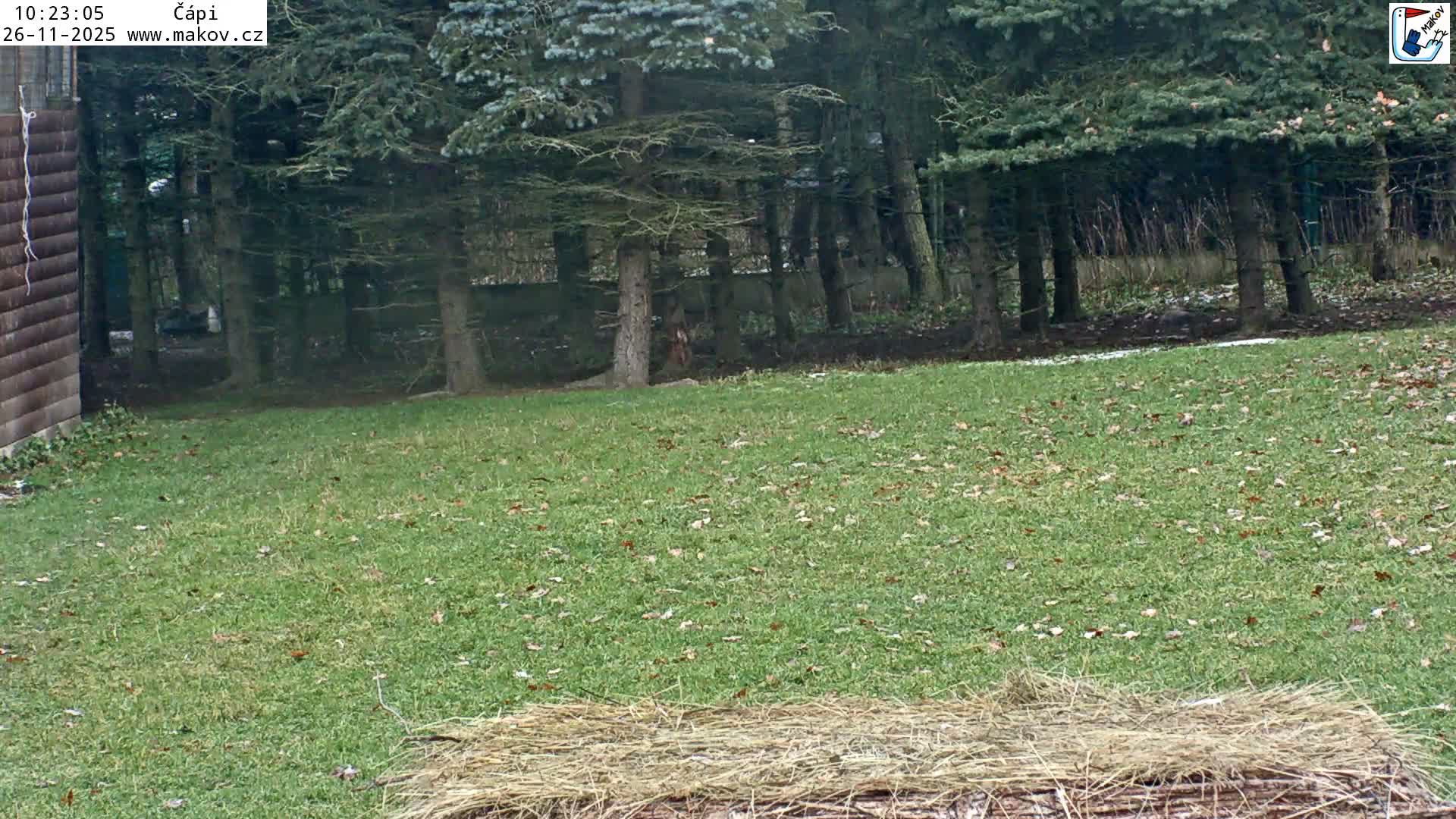An overcast, cool day reveals a green lawn with scattered leaves and a straw-covered foreground, leading to a dense evergreen forest with subtle patches of snow, and a wooden building visible on the left.