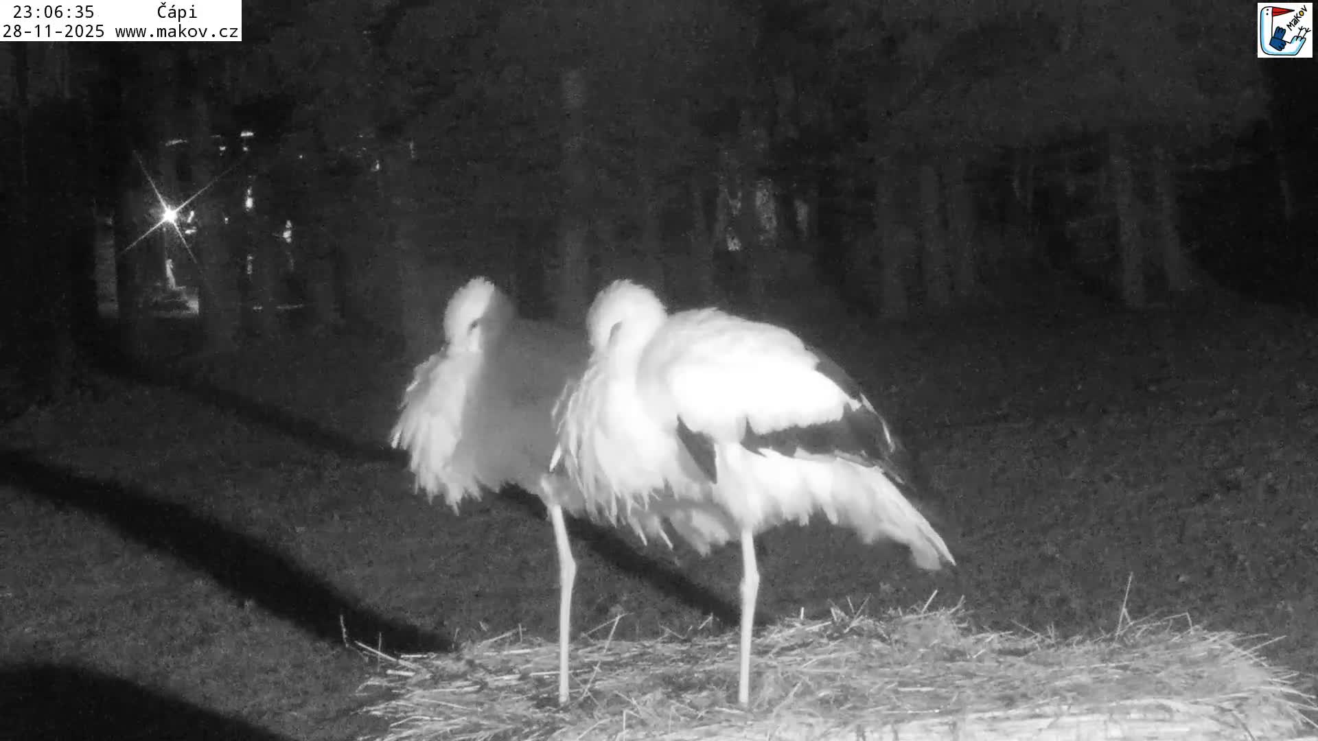 Two white storks are resting on a patch of straw or a ground nest outdoors at night, appearing ruffled with their heads tucked, against a dark background of trees and a distant light.