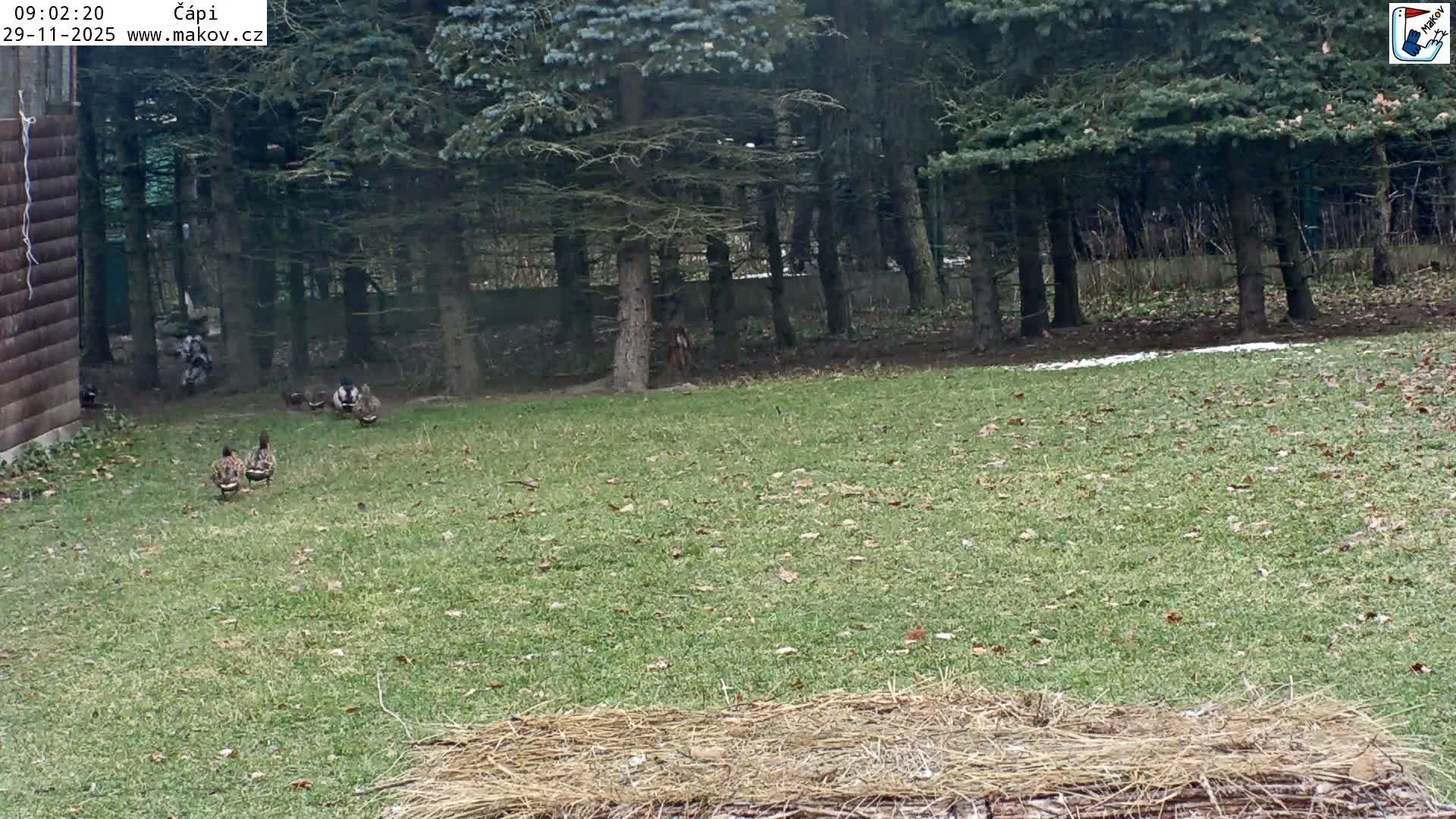 Several ducks are scattered across a green, leaf-dusted lawn near a wooden building and a dark evergreen forest, under overcast conditions with a hint of snow on the ground.