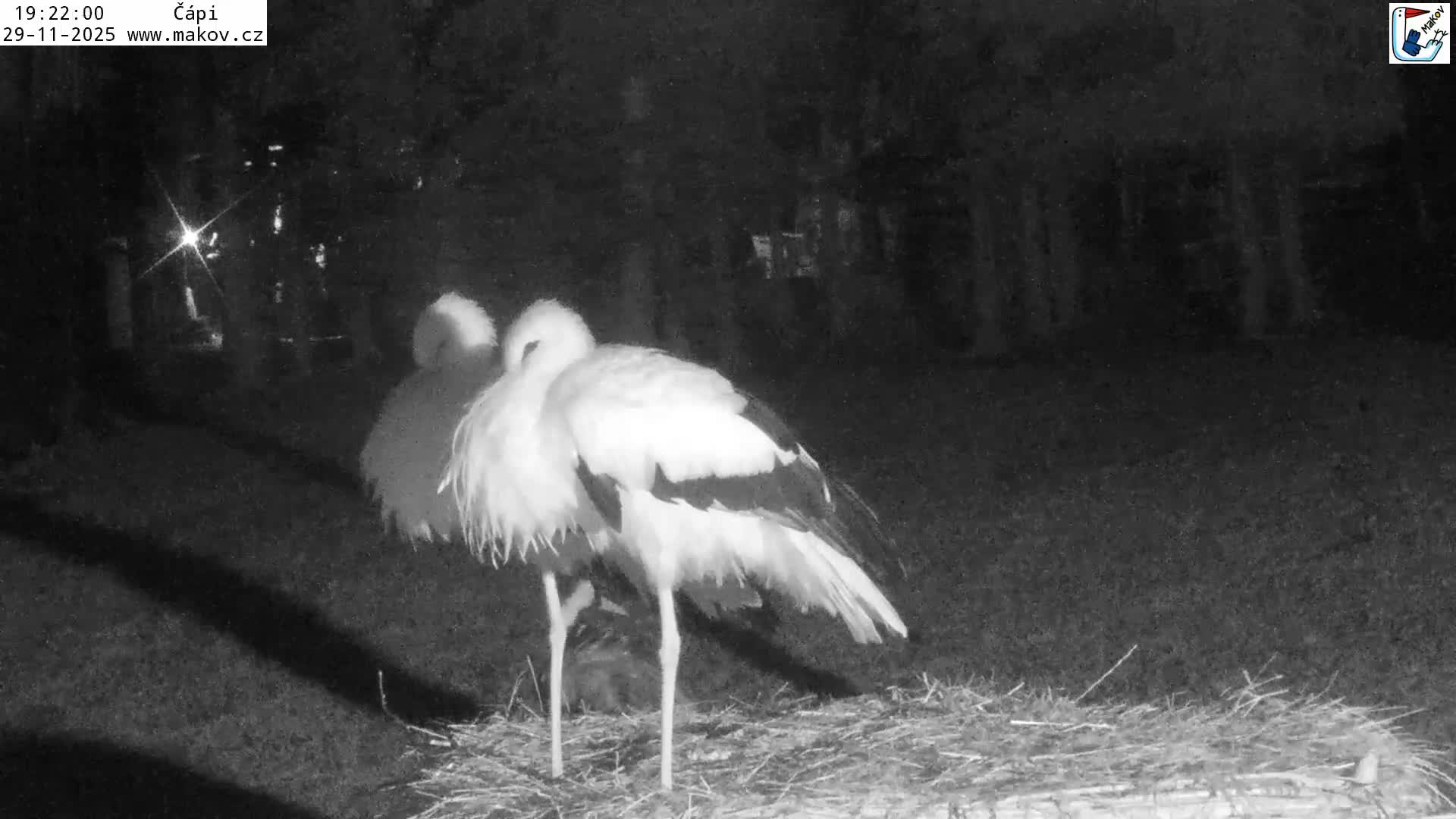 Pisek, Makov Animal Rescue Station Nest Live Cam - Cizova, Pisek, Juhočeský Kraj (South Bohemian), Czechia