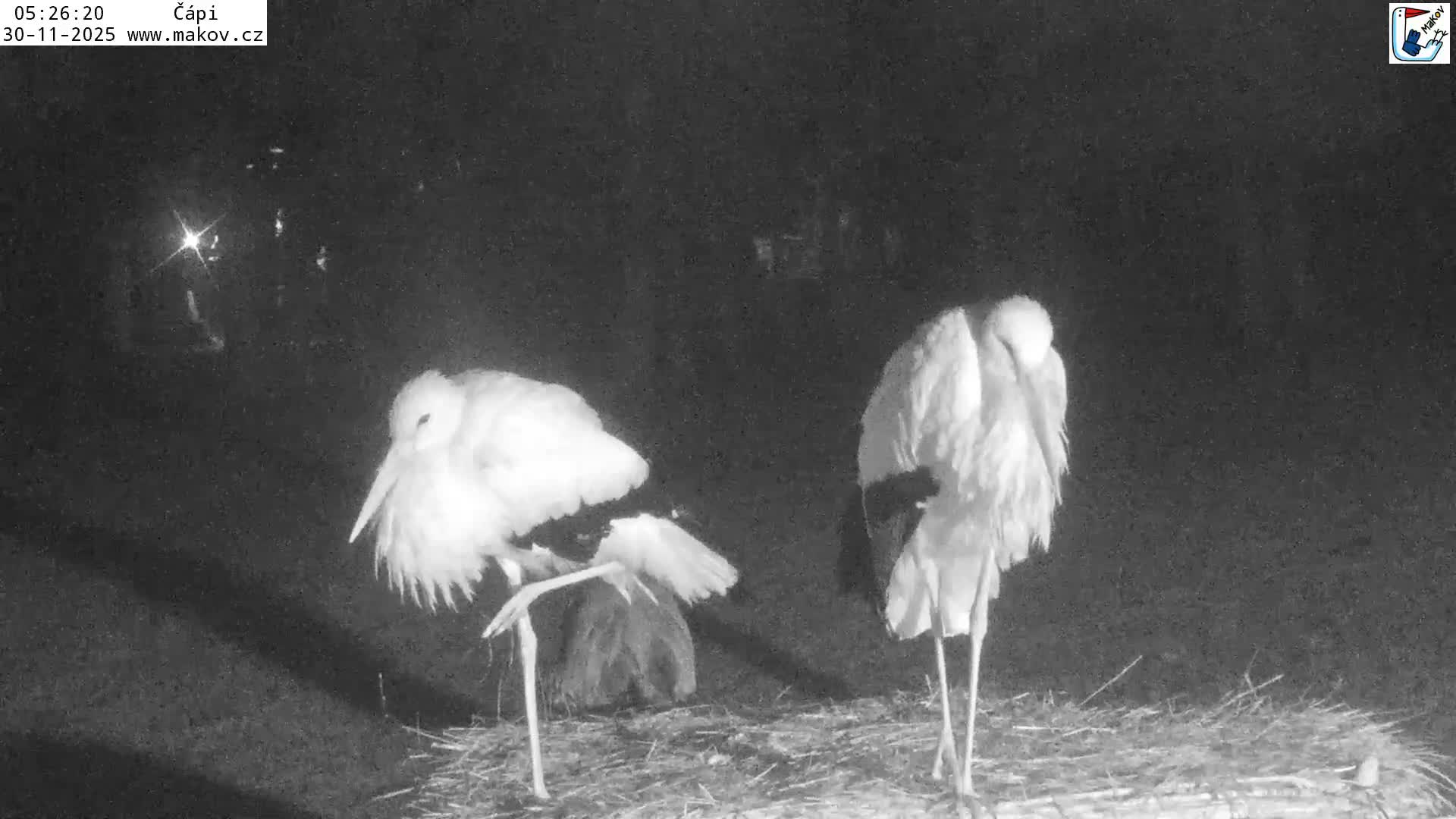 Pisek, Makov Animal Rescue Station Nest Live Cam - Cizova, Pisek, Juhočeský Kraj (South Bohemian), Czechia