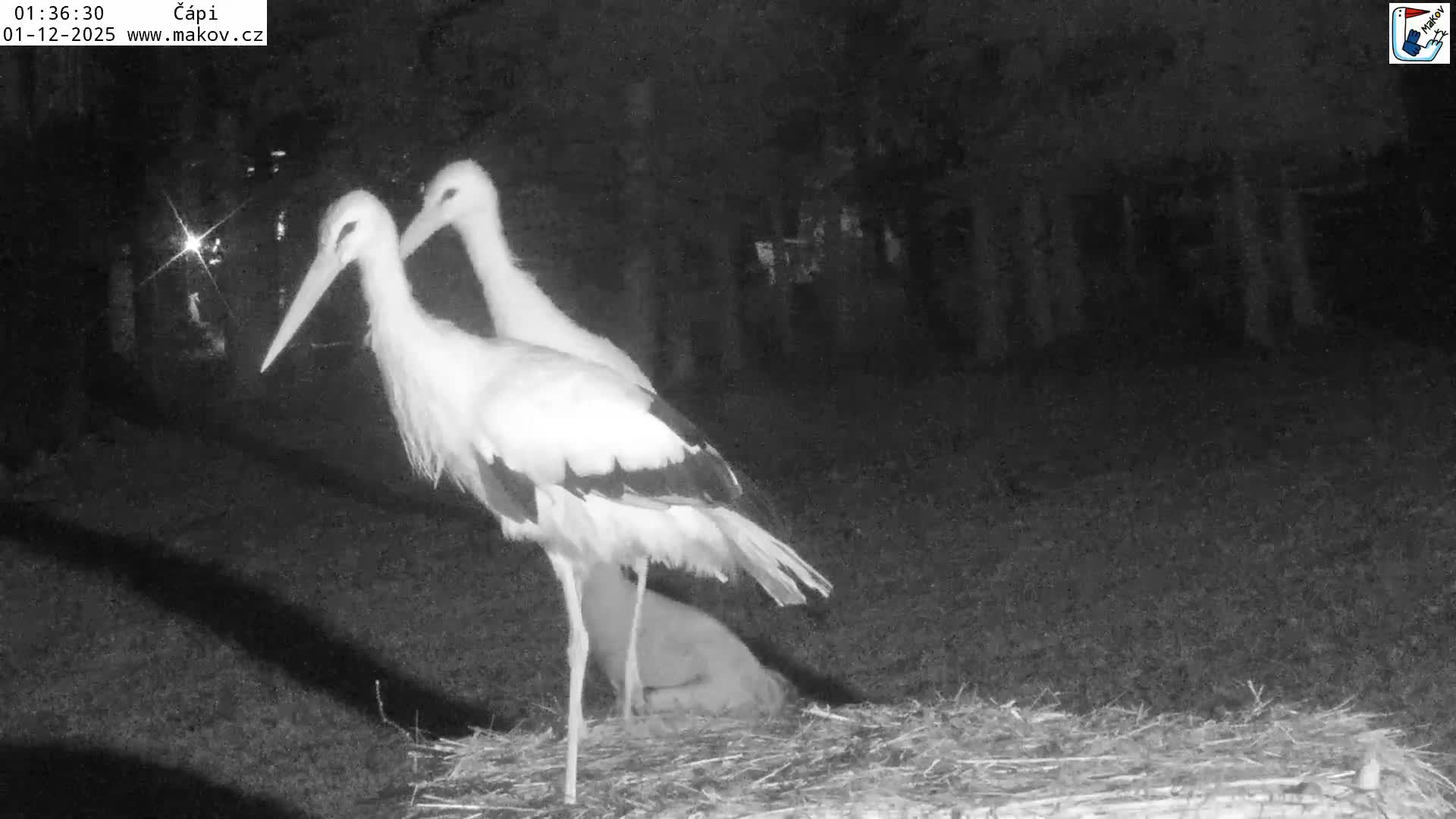 Pisek, Makov Animal Rescue Station Nest Live Cam - Cizova, Pisek, Juhočeský Kraj (South Bohemian), Czechia