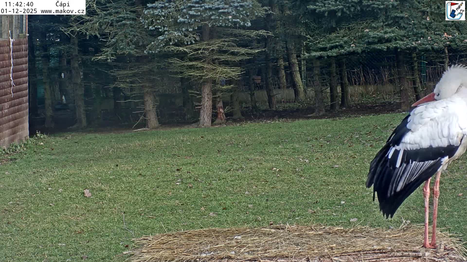 Pisek, Makov Animal Rescue Station Nest Live Cam - Cizova, Pisek, Juhočeský Kraj (South Bohemian), Czechia