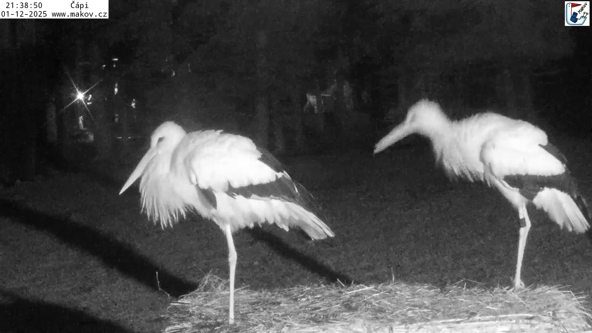 Pisek, Makov Animal Rescue Station Nest Live Cam - Cizova, Pisek, Juhočeský Kraj (South Bohemian), Czechia