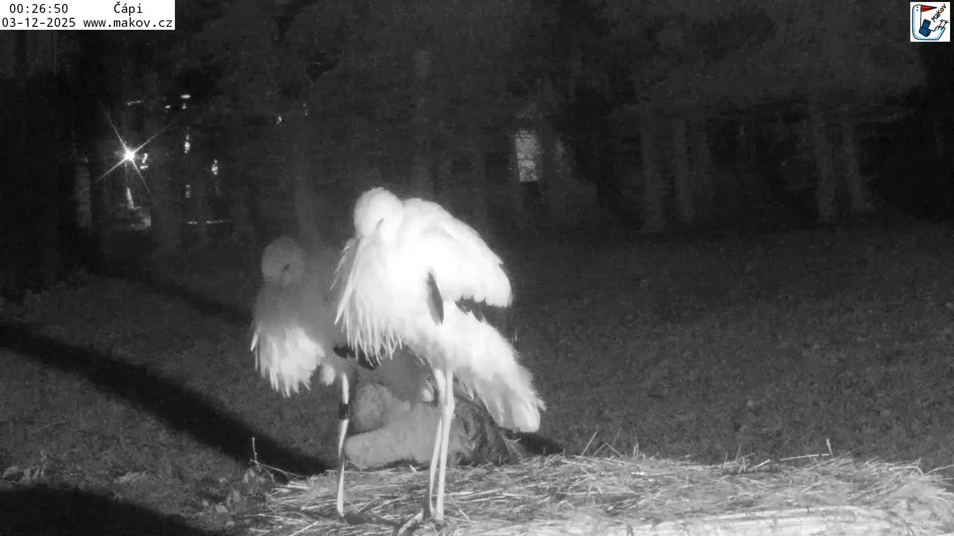 Pisek, Makov Animal Rescue Station Nest Live Cam - Cizova, Pisek, Juhočeský Kraj (South Bohemian), Czechia