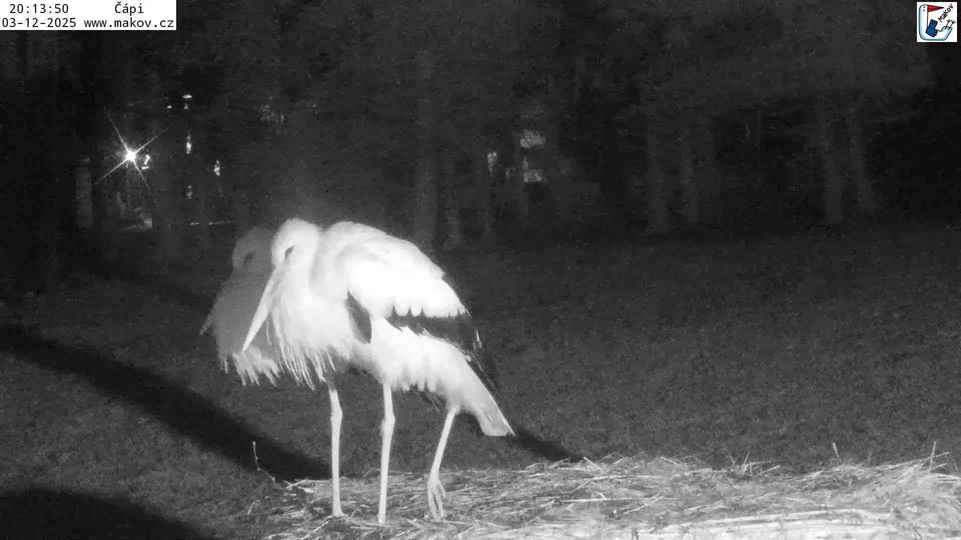Pisek, Makov Animal Rescue Station Nest Live Cam - Cizova, Pisek, Juhočeský Kraj (South Bohemian), Czechia