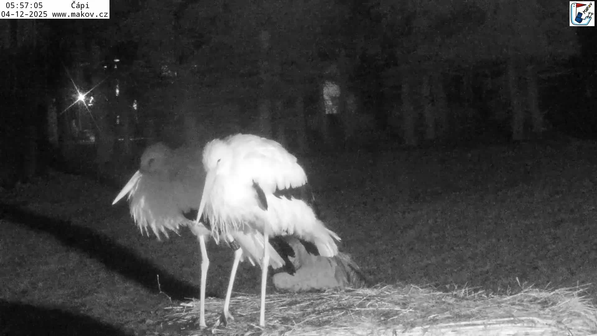 Pisek, Makov Animal Rescue Station Nest Live Cam - Cizova, Pisek, Juhočeský Kraj (South Bohemian), Czechia