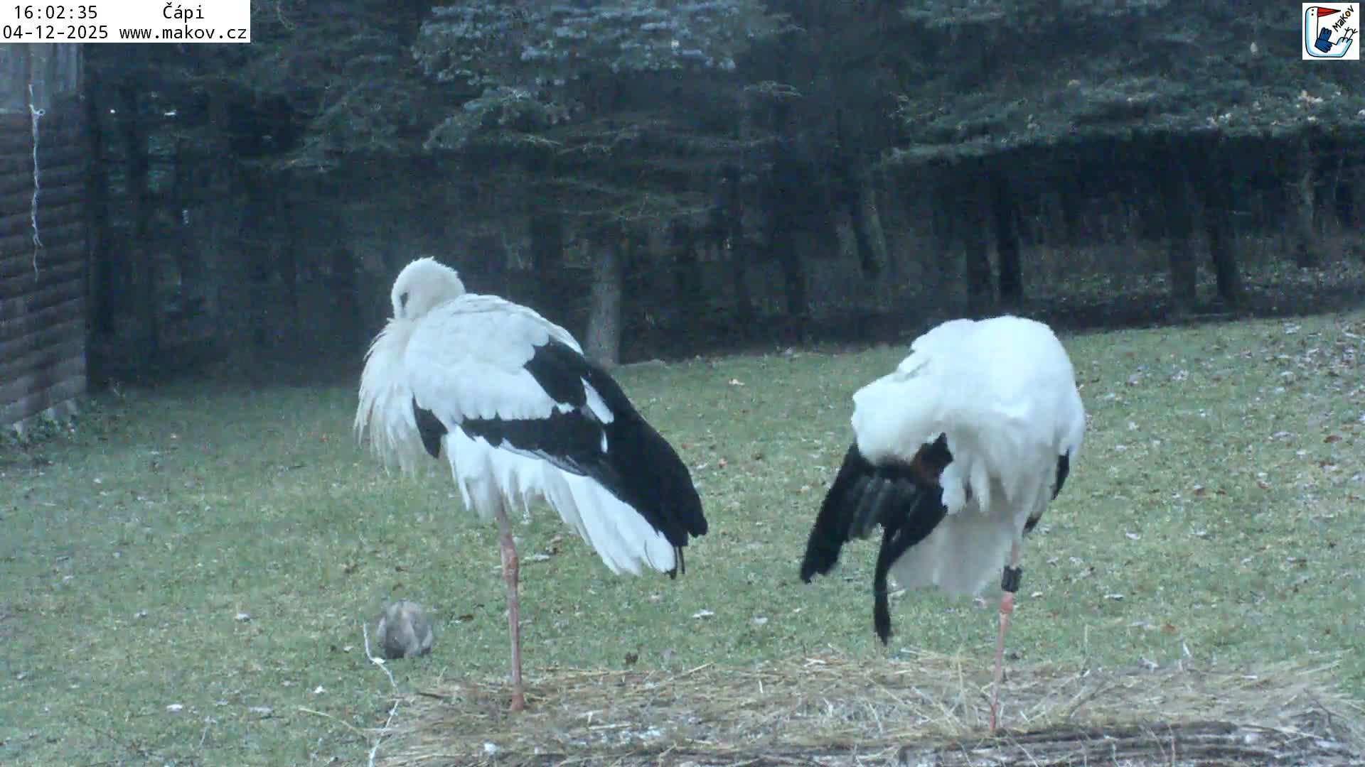 Pisek, Makov Animal Rescue Station Nest Live Cam - Cizova, Pisek, Juhočeský Kraj (South Bohemian), Czechia