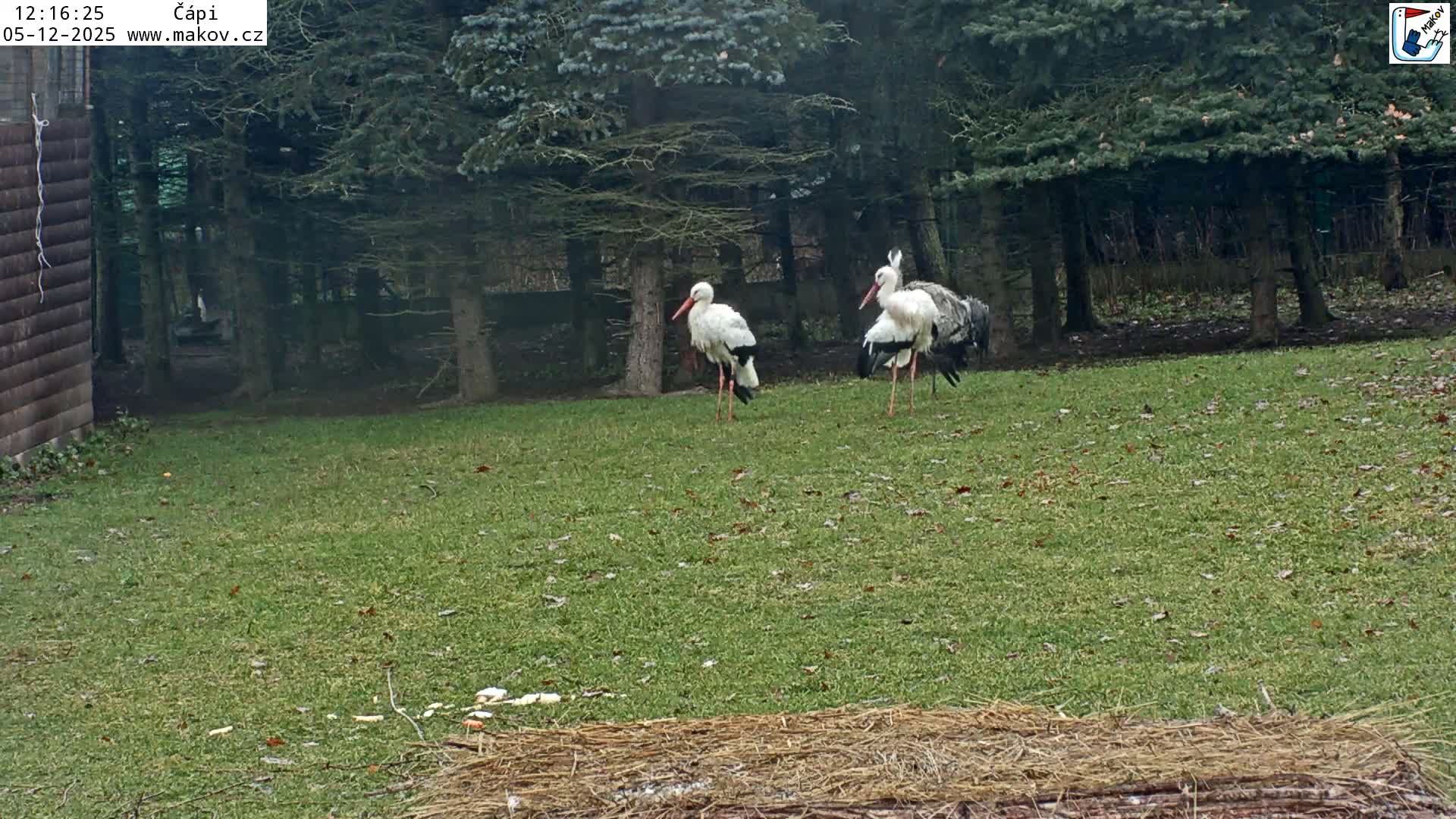 Pisek, Makov Animal Rescue Station Nest Live Cam - Cizova, Pisek, Juhočeský Kraj (South Bohemian), Czechia