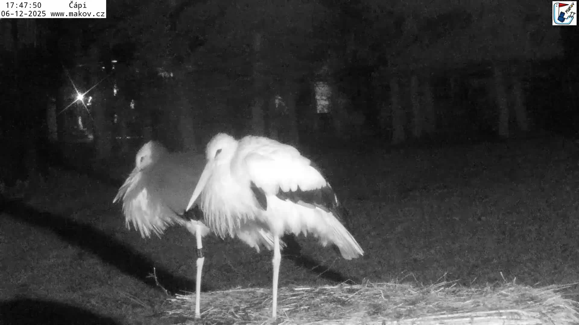 Pisek, Makov Animal Rescue Station Nest Live Cam - Cizova, Pisek, Juhočeský Kraj (South Bohemian), Czechia