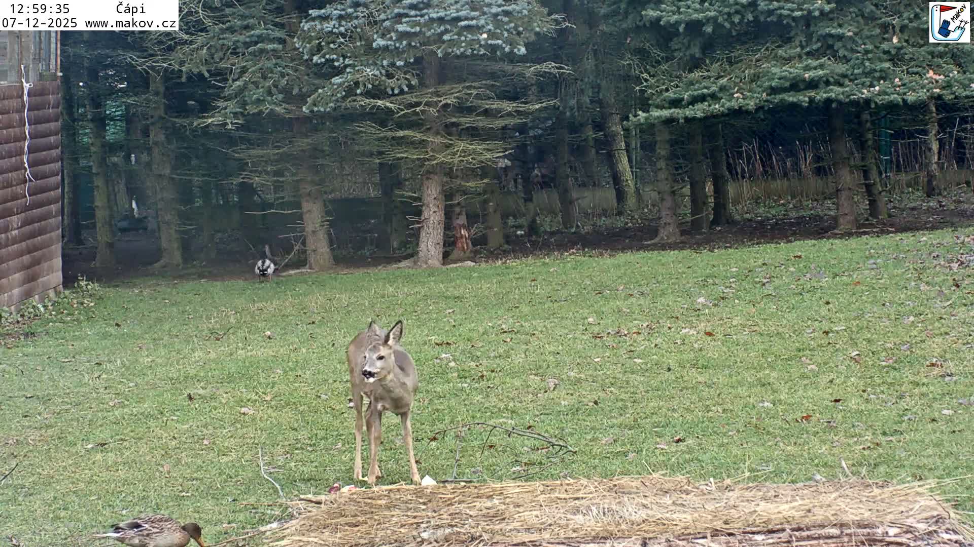 Pisek, Makov Animal Rescue Station Nest Live Cam - Cizova, Pisek, Juhočeský Kraj (South Bohemian), Czechia