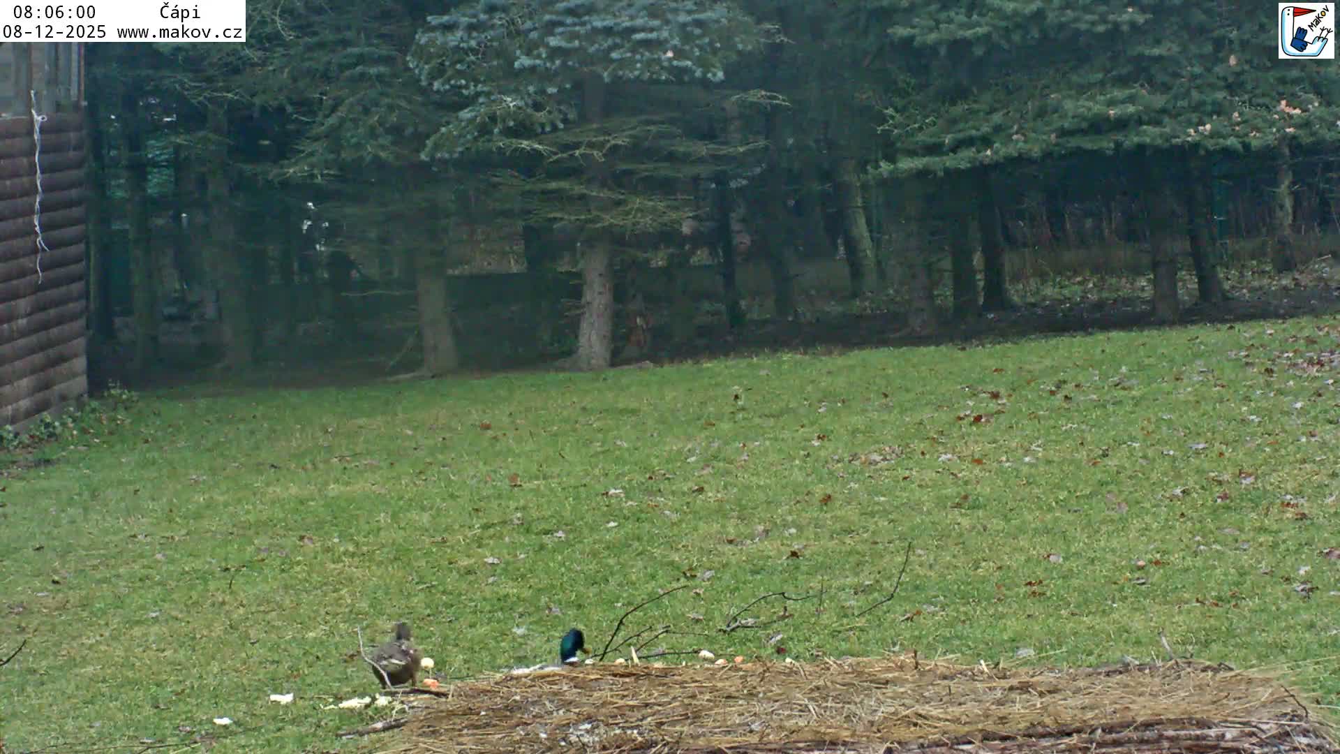 Pisek, Makov Animal Rescue Station Nest Live Cam - Cizova, Pisek, Juhočeský Kraj (South Bohemian), Czechia