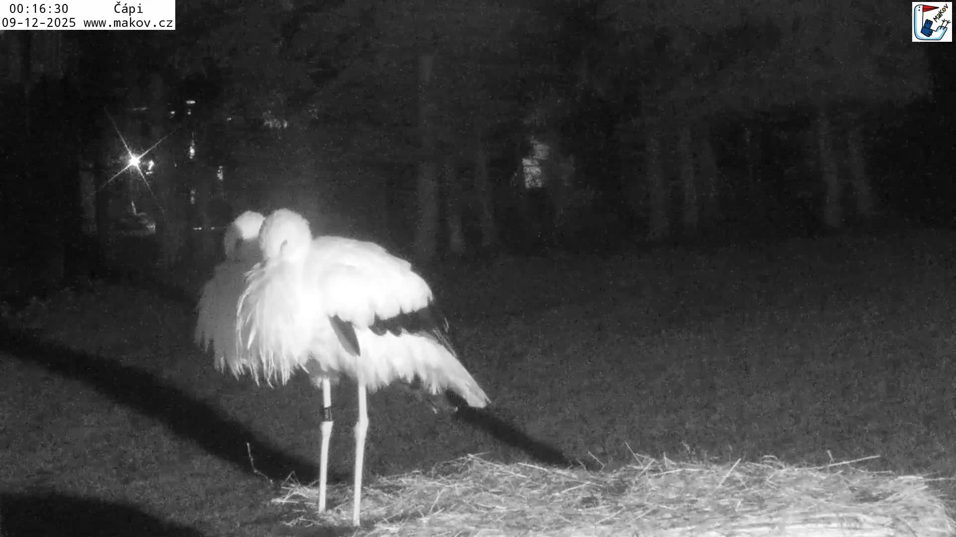 Pisek, Makov Animal Rescue Station Nest Live Cam - Cizova, Pisek, Juhočeský Kraj (South Bohemian), Czechia