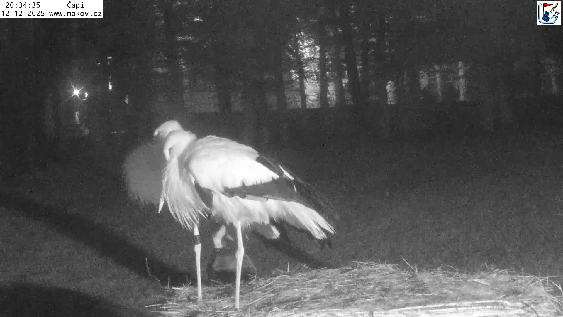 Pisek, Makov Animal Rescue Station Nest Live Cam - Cizova, Pisek, Juhočeský Kraj (South Bohemian), Czechia