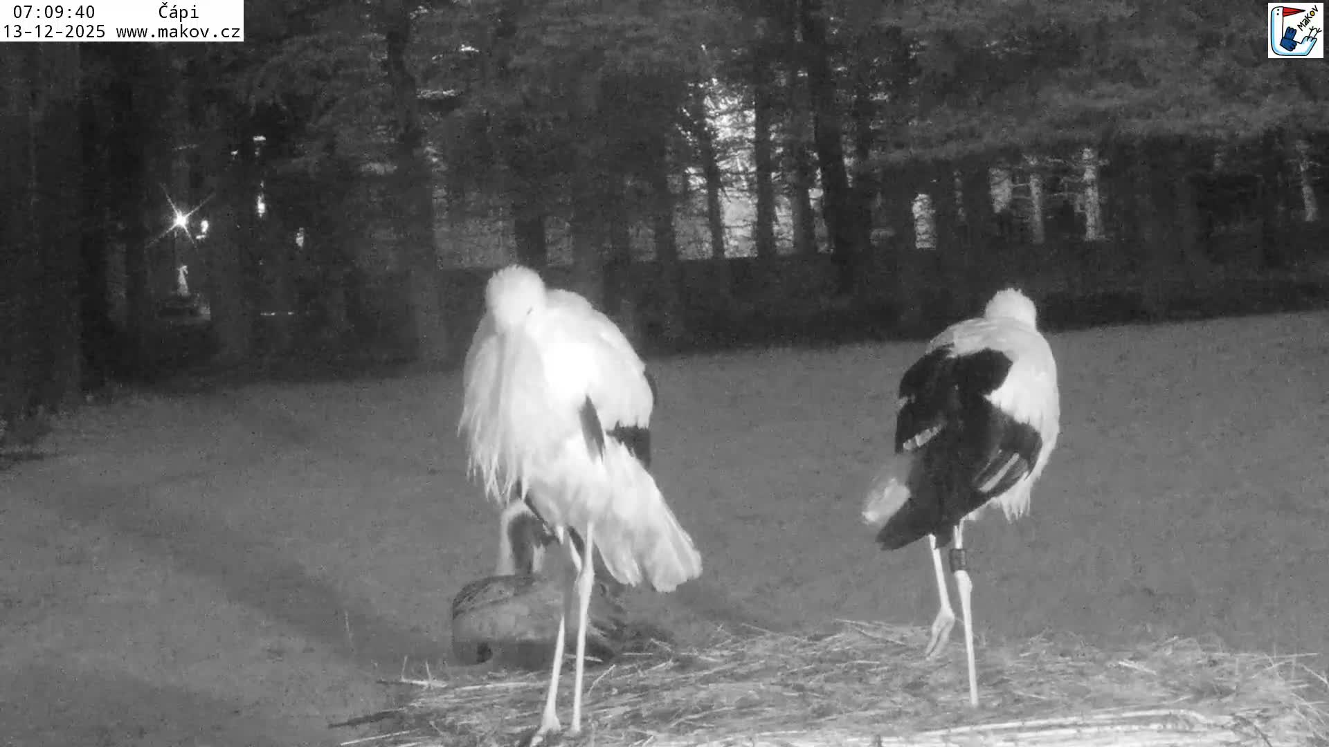 Pisek, Makov Animal Rescue Station Nest Live Cam - Cizova, Pisek, Juhočeský Kraj (South Bohemian), Czechia