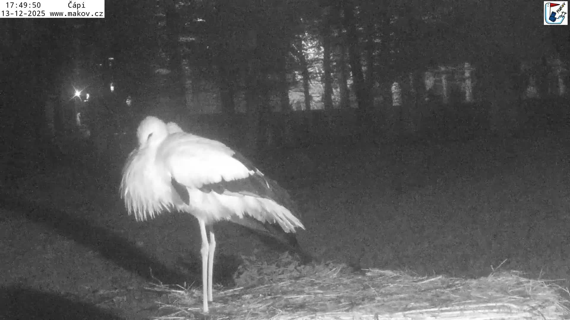 Pisek, Makov Animal Rescue Station Nest Live Cam - Cizova, Pisek, Juhočeský Kraj (South Bohemian), Czechia