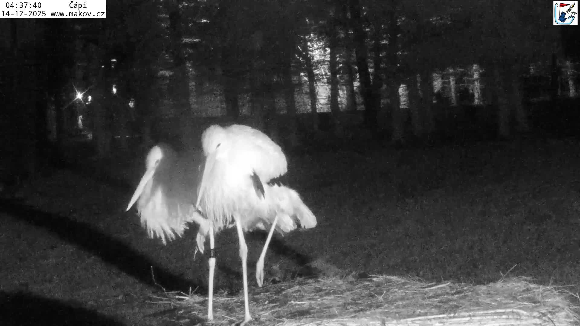 Pisek, Makov Animal Rescue Station Nest Live Cam - Cizova, Pisek, Juhočeský Kraj (South Bohemian), Czechia