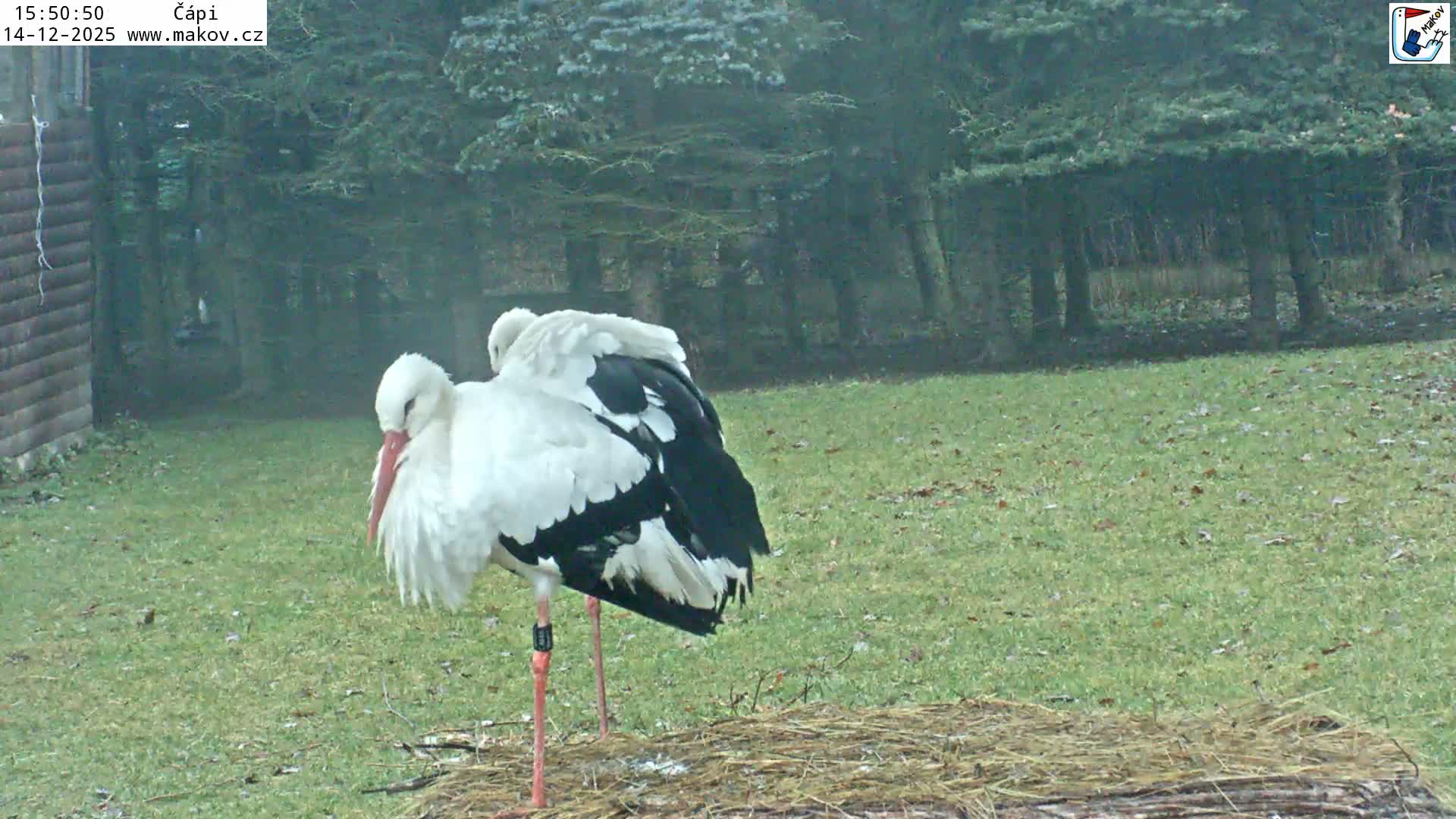 Pisek, Makov Animal Rescue Station Nest Live Cam - Cizova, Pisek, Juhočeský Kraj (South Bohemian), Czechia