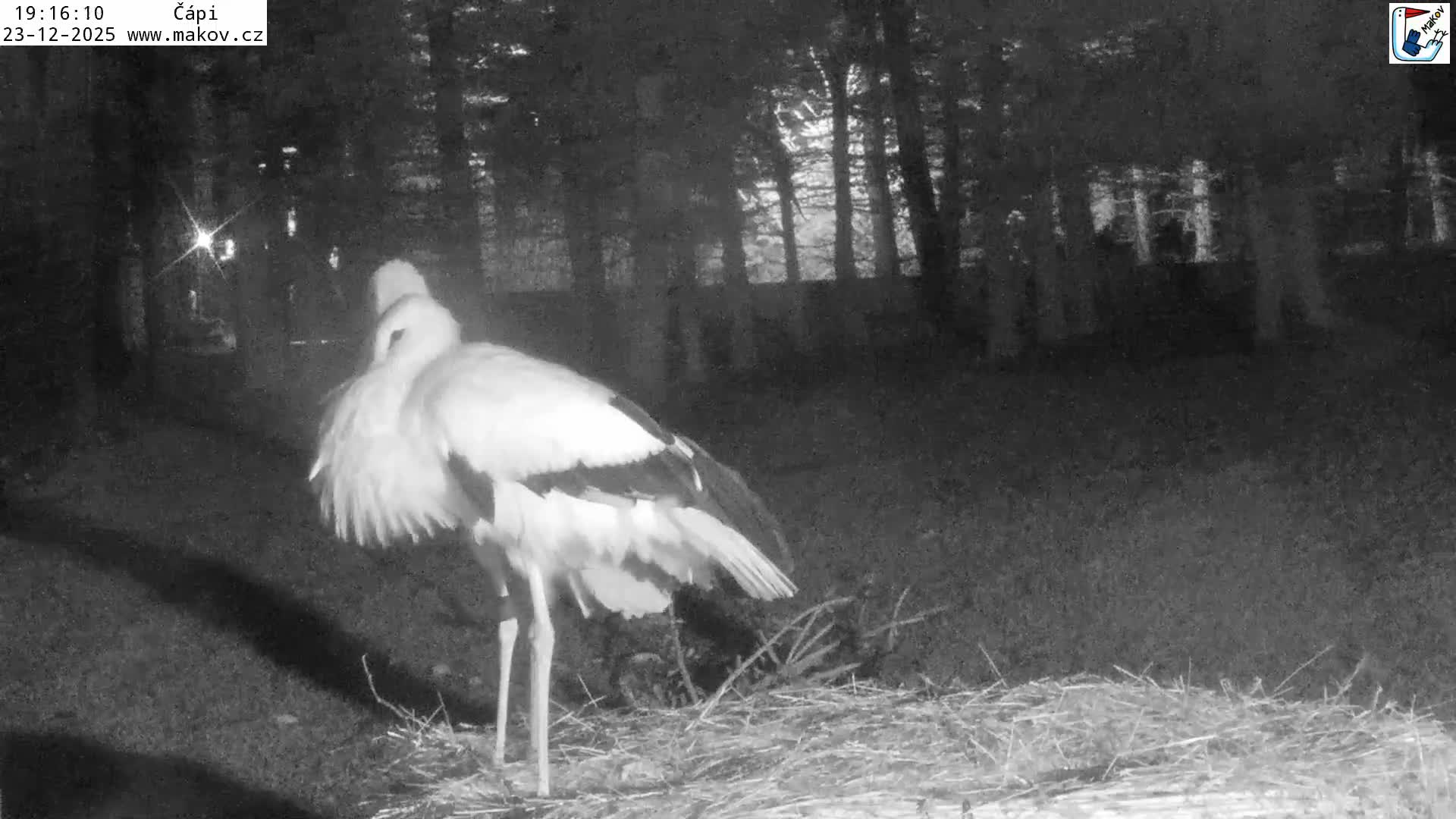 Pisek, Makov Animal Rescue Station Nest Live Cam - Cizova, Pisek, Juhočeský Kraj (South Bohemian), Czechia
