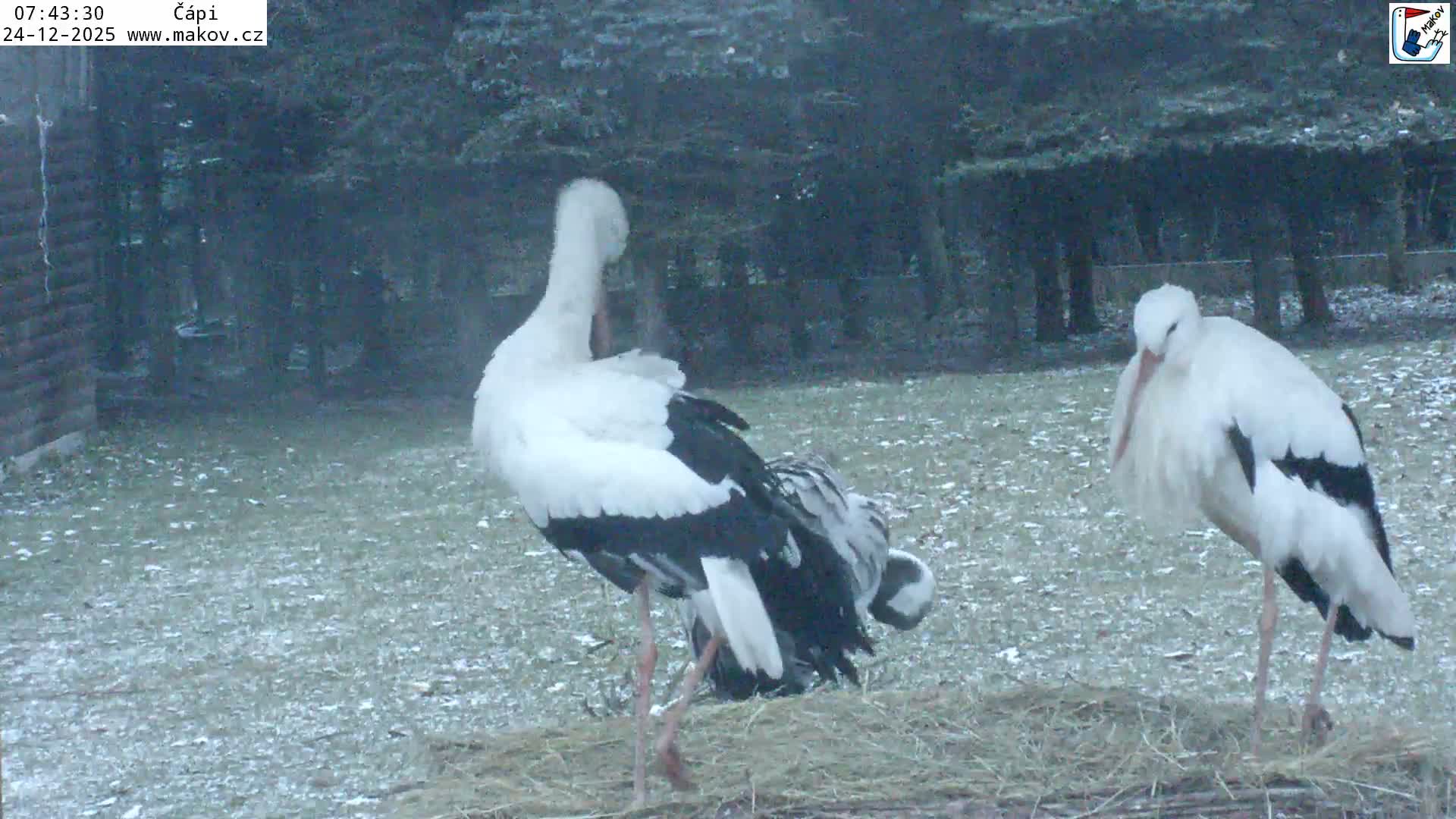 Pisek, Makov Animal Rescue Station Nest Live Cam - Cizova, Pisek, Juhočeský Kraj (South Bohemian), Czechia