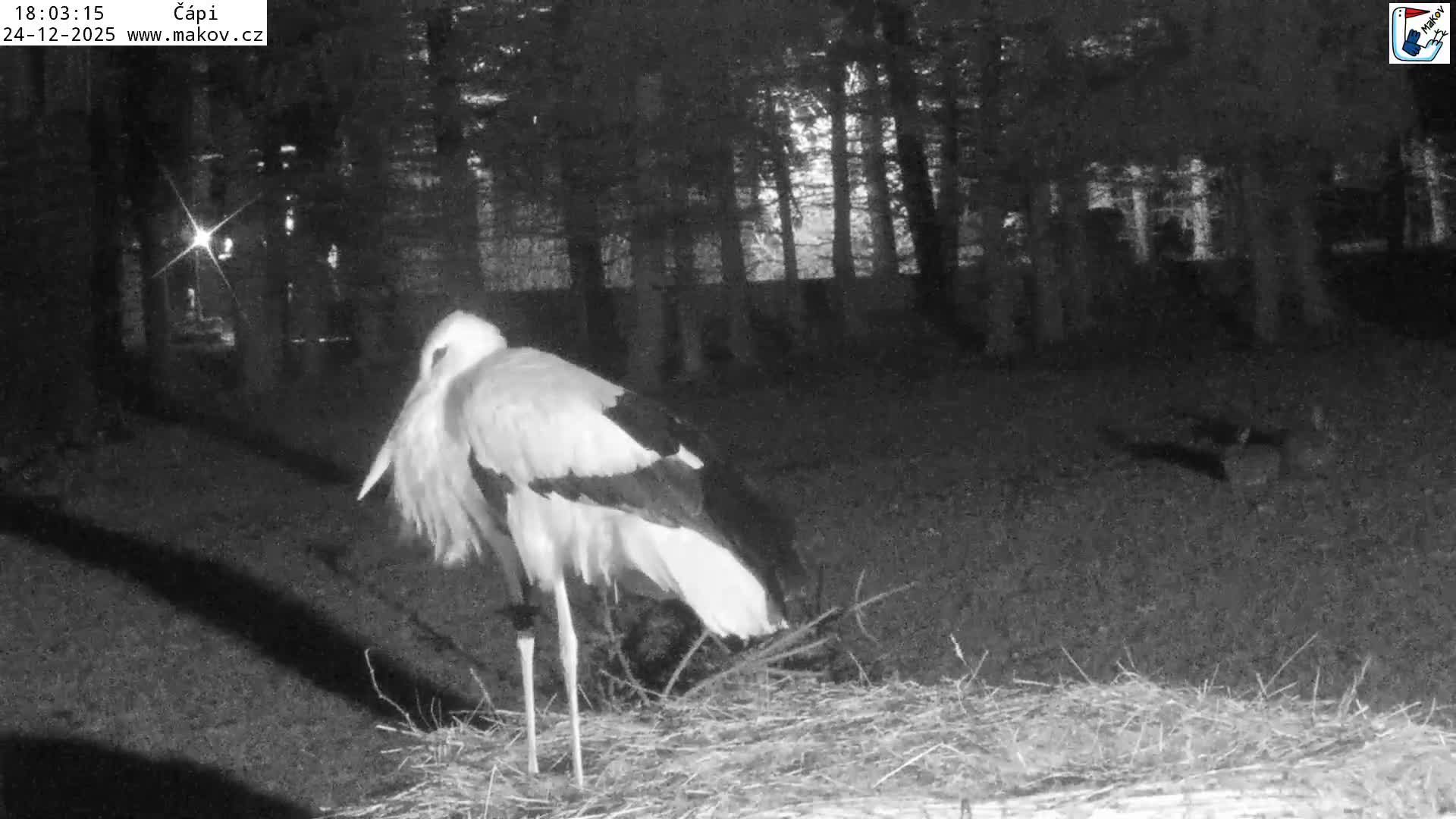 Pisek, Makov Animal Rescue Station Nest Live Cam - Cizova, Pisek, Juhočeský Kraj (South Bohemian), Czechia