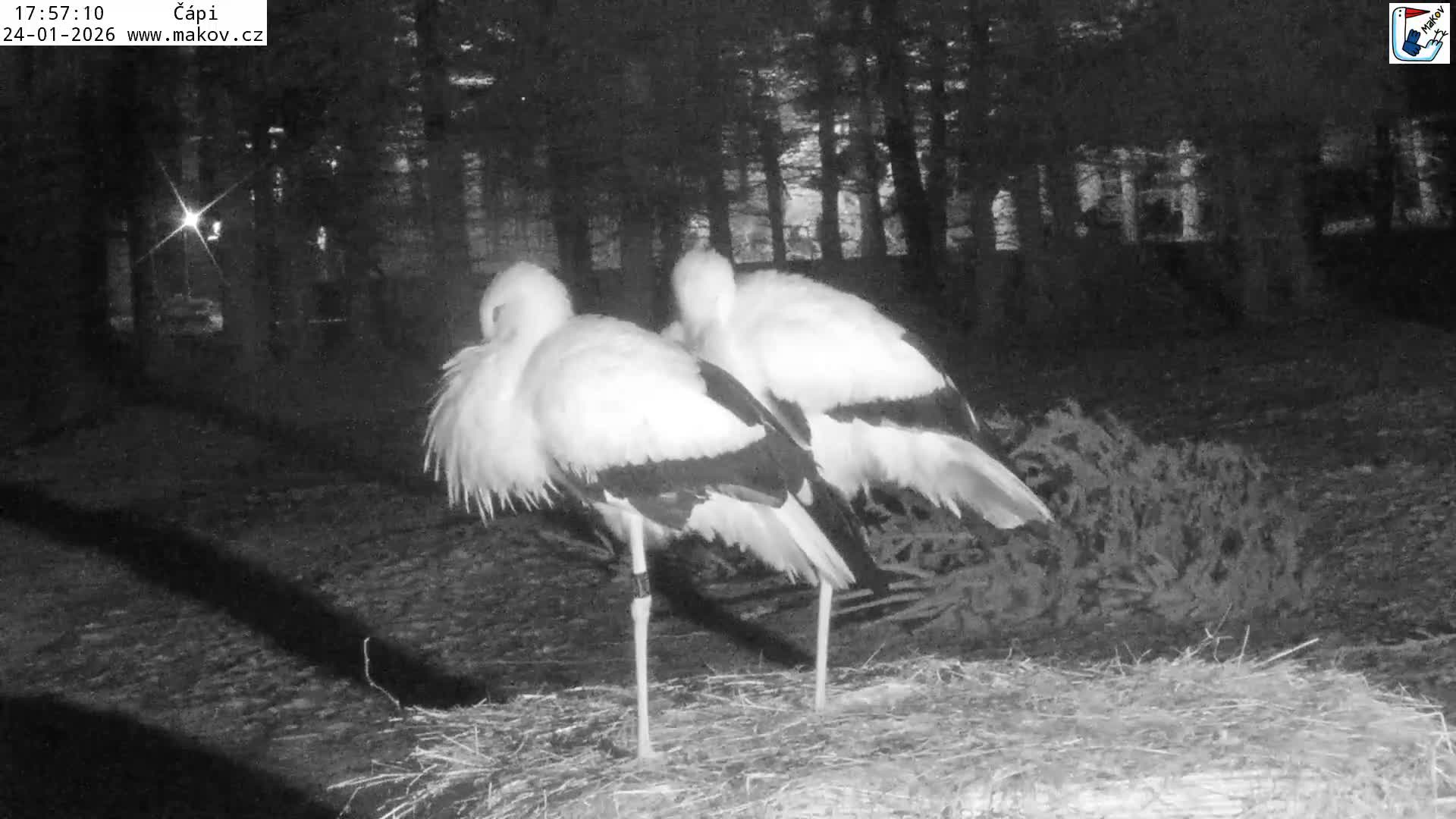 Pisek, Makov Animal Rescue Station Nest Live Cam - Cizova, Pisek, Juhočeský Kraj (South Bohemian), Czechia