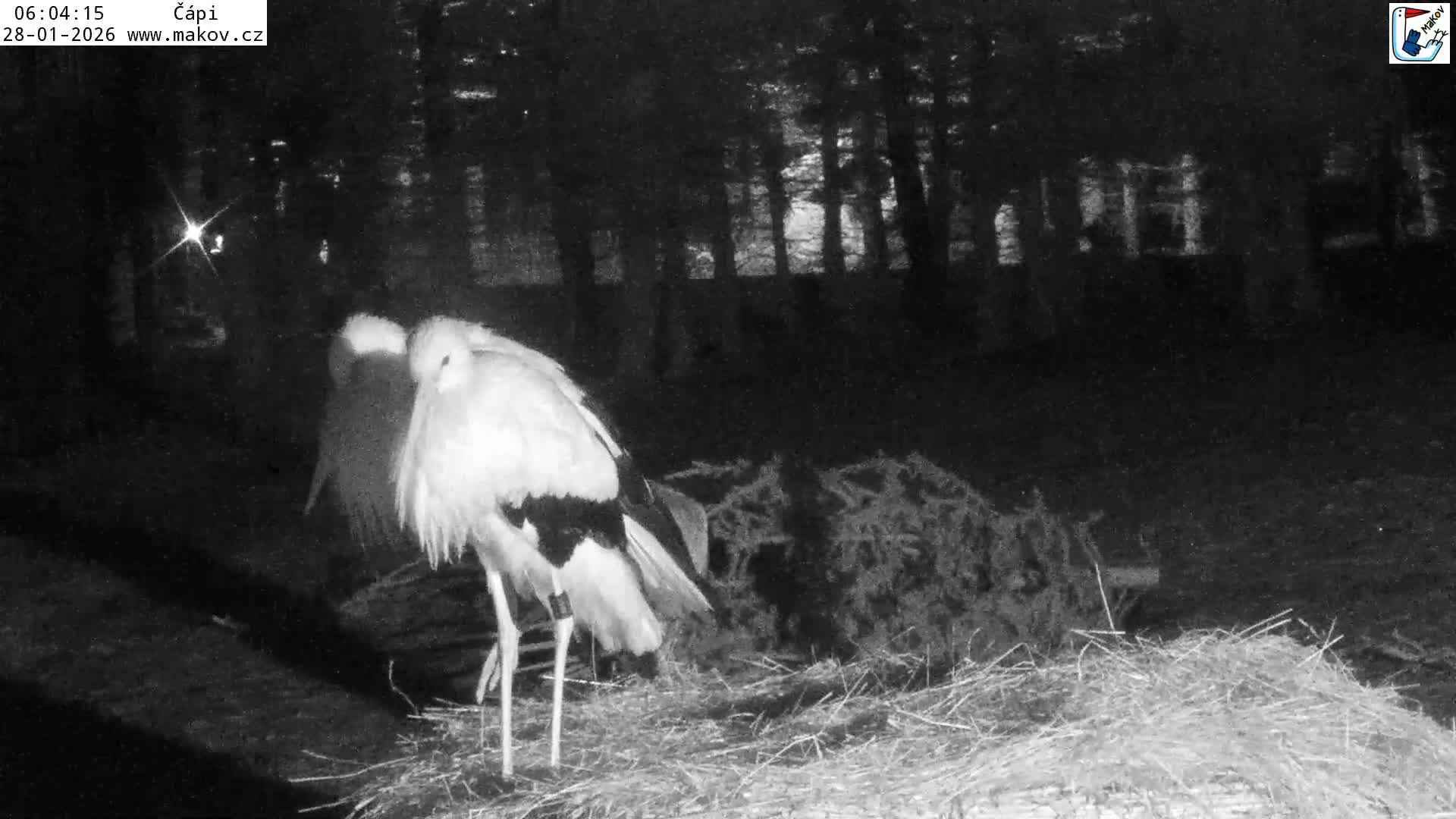 Pisek, Makov Animal Rescue Station Nest Live Cam - Cizova, Pisek, Juhočeský Kraj (South Bohemian), Czechia