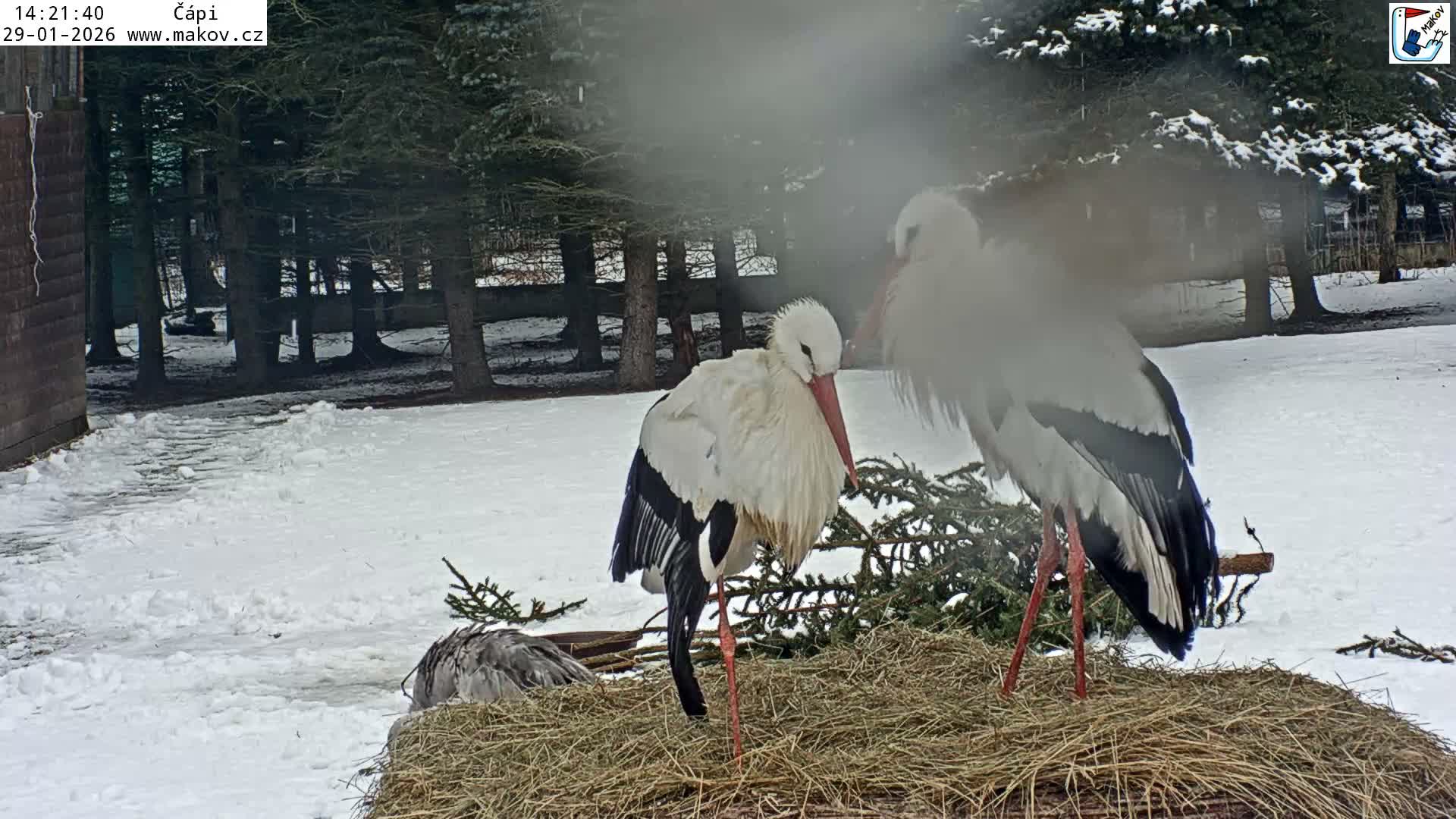 Pisek, Makov Animal Rescue Station Nest Live Cam - Cizova, Pisek, Juhočeský Kraj (South Bohemian), Czechia