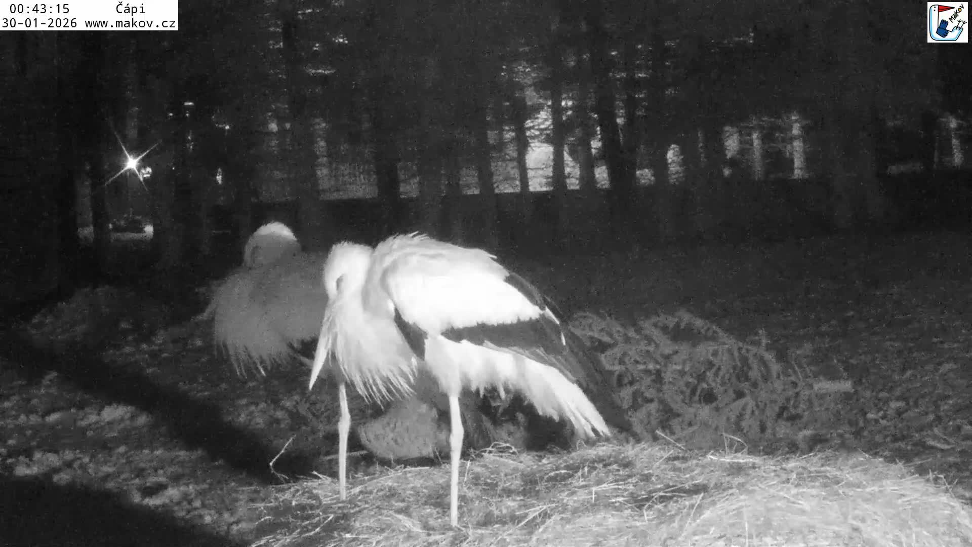 Pisek, Makov Animal Rescue Station Nest Live Cam - Cizova, Pisek, Juhočeský Kraj (South Bohemian), Czechia