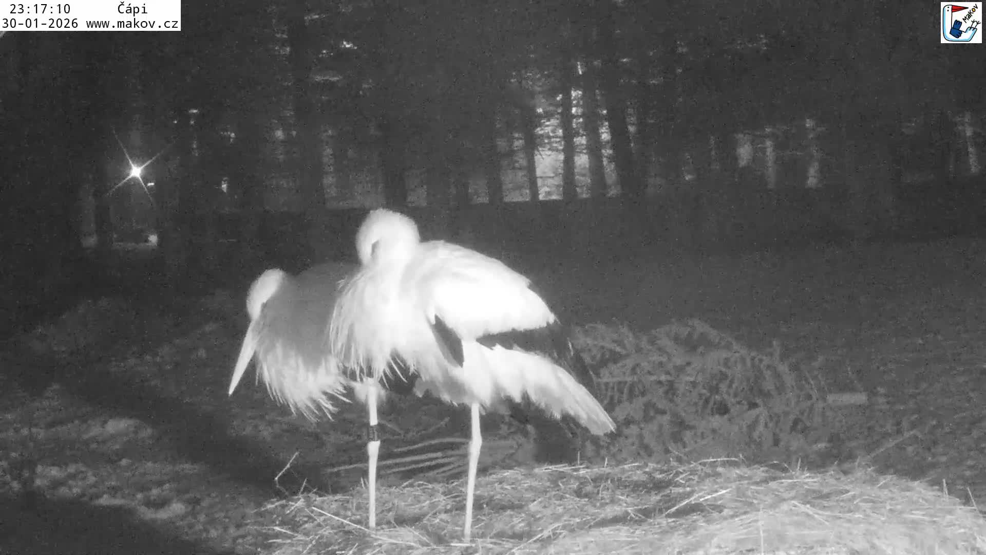 Pisek, Makov Animal Rescue Station Nest Live Cam - Cizova, Pisek, Juhočeský Kraj (South Bohemian), Czechia