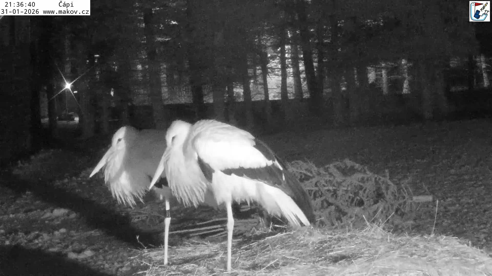 Pisek, Makov Animal Rescue Station Nest Live Cam - Cizova, Pisek, Juhočeský Kraj (South Bohemian), Czechia