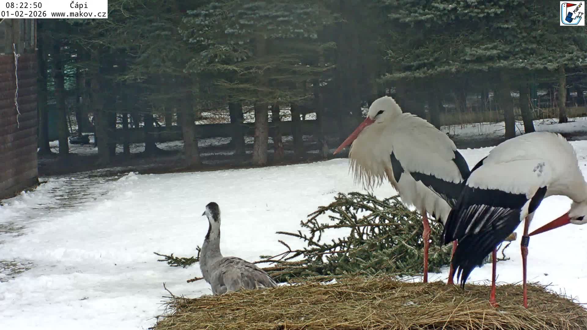 Pisek, Makov Animal Rescue Station Nest Live Cam - Cizova, Pisek, Juhočeský Kraj (South Bohemian), Czechia