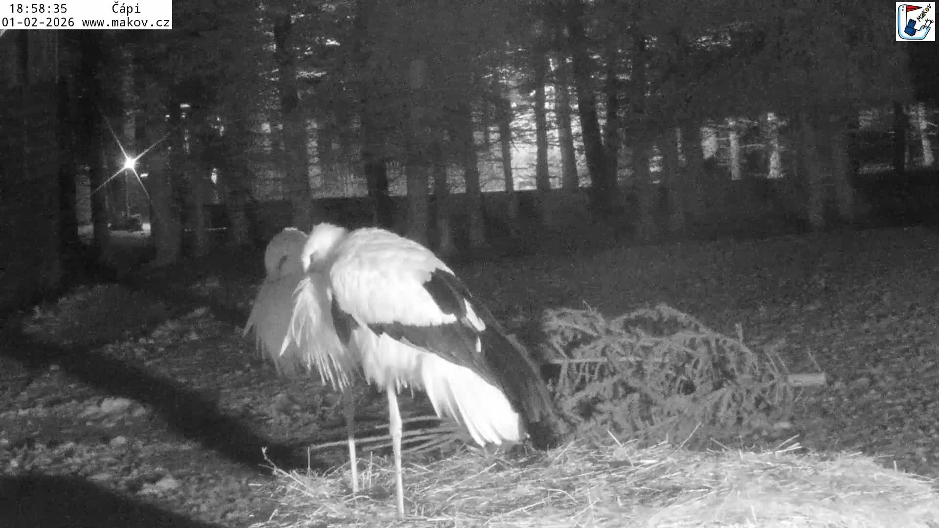 Pisek, Makov Animal Rescue Station Nest Live Cam - Cizova, Pisek, Juhočeský Kraj (South Bohemian), Czechia