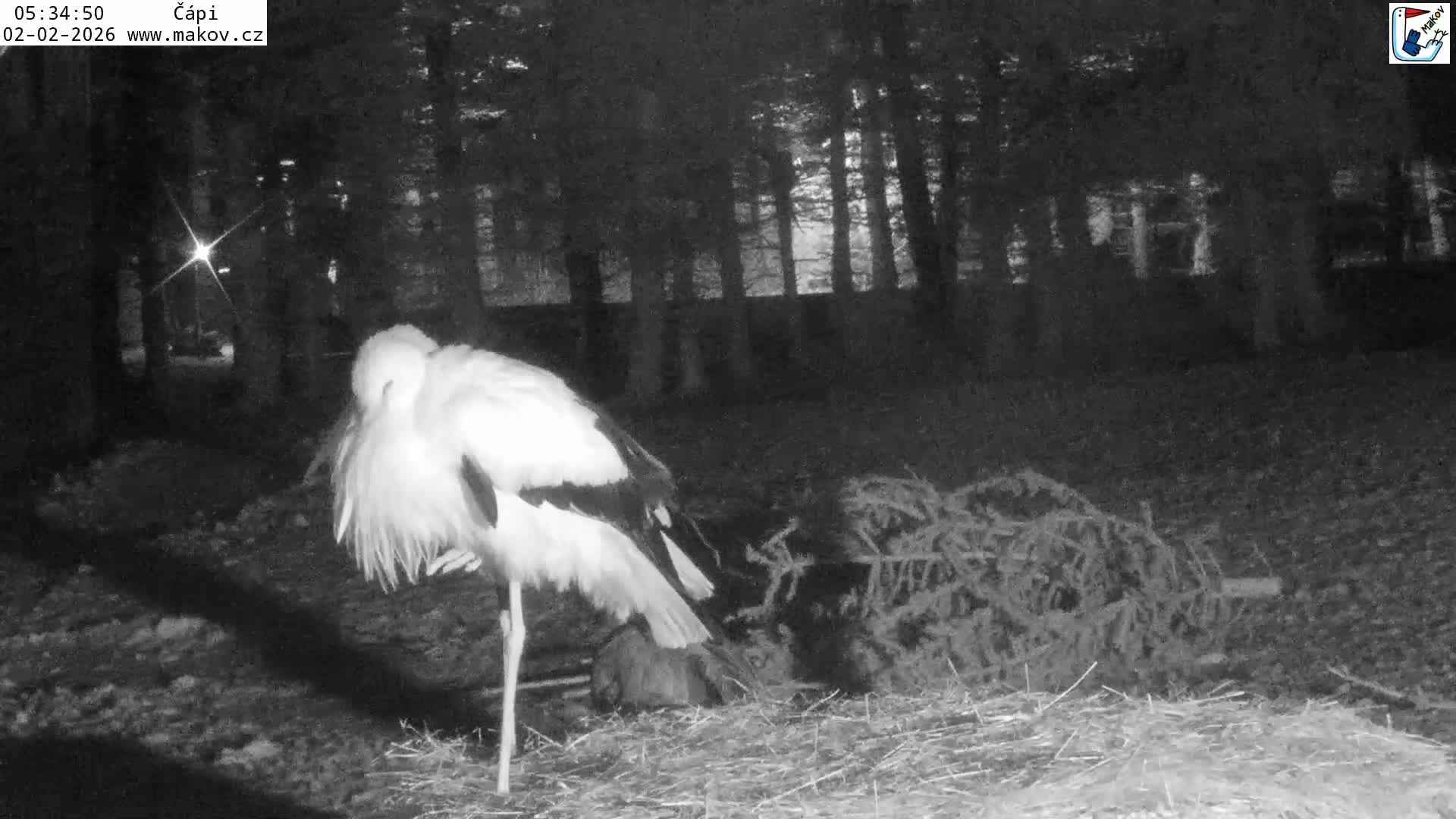 Pisek, Makov Animal Rescue Station Nest Live Cam - Cizova, Pisek, Juhočeský Kraj (South Bohemian), Czechia
