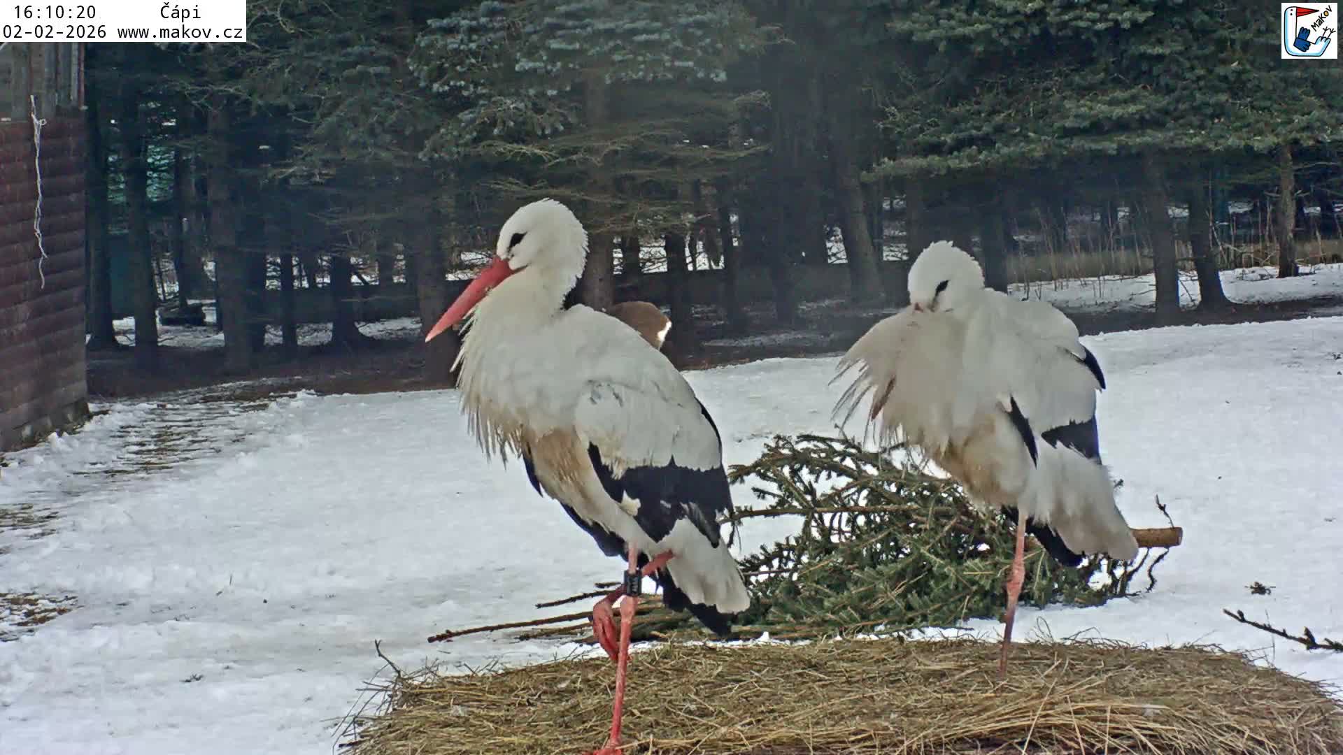 Pisek, Makov Animal Rescue Station Nest Live Cam - Cizova, Pisek, Juhočeský Kraj (South Bohemian), Czechia